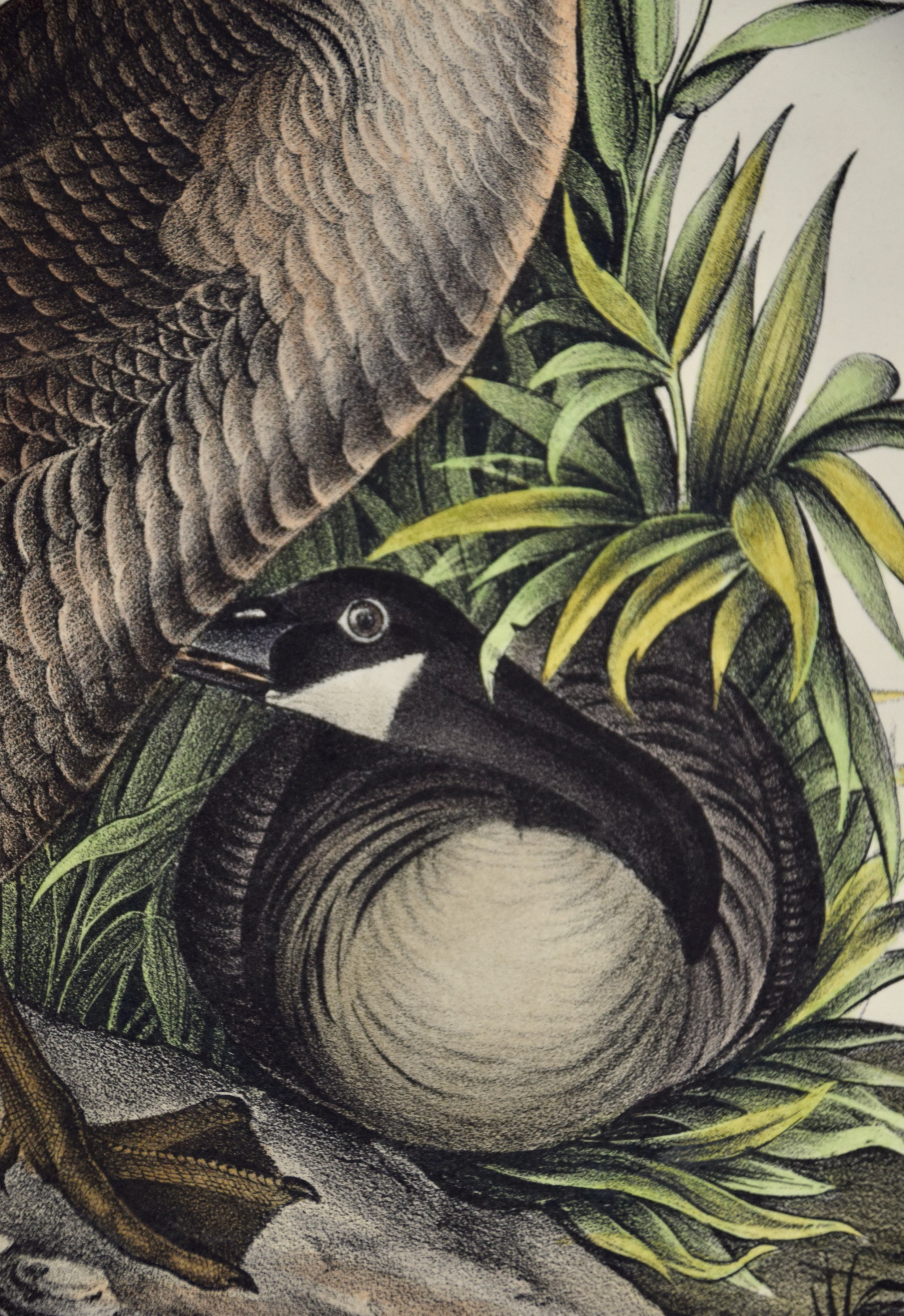 2654D Audubon, Canada Goose, No. 376.jpeg