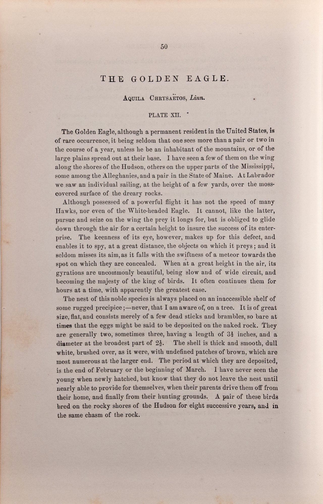 4954D Audubon, Golden Eagle, No. 3, Pl. 12.jpeg