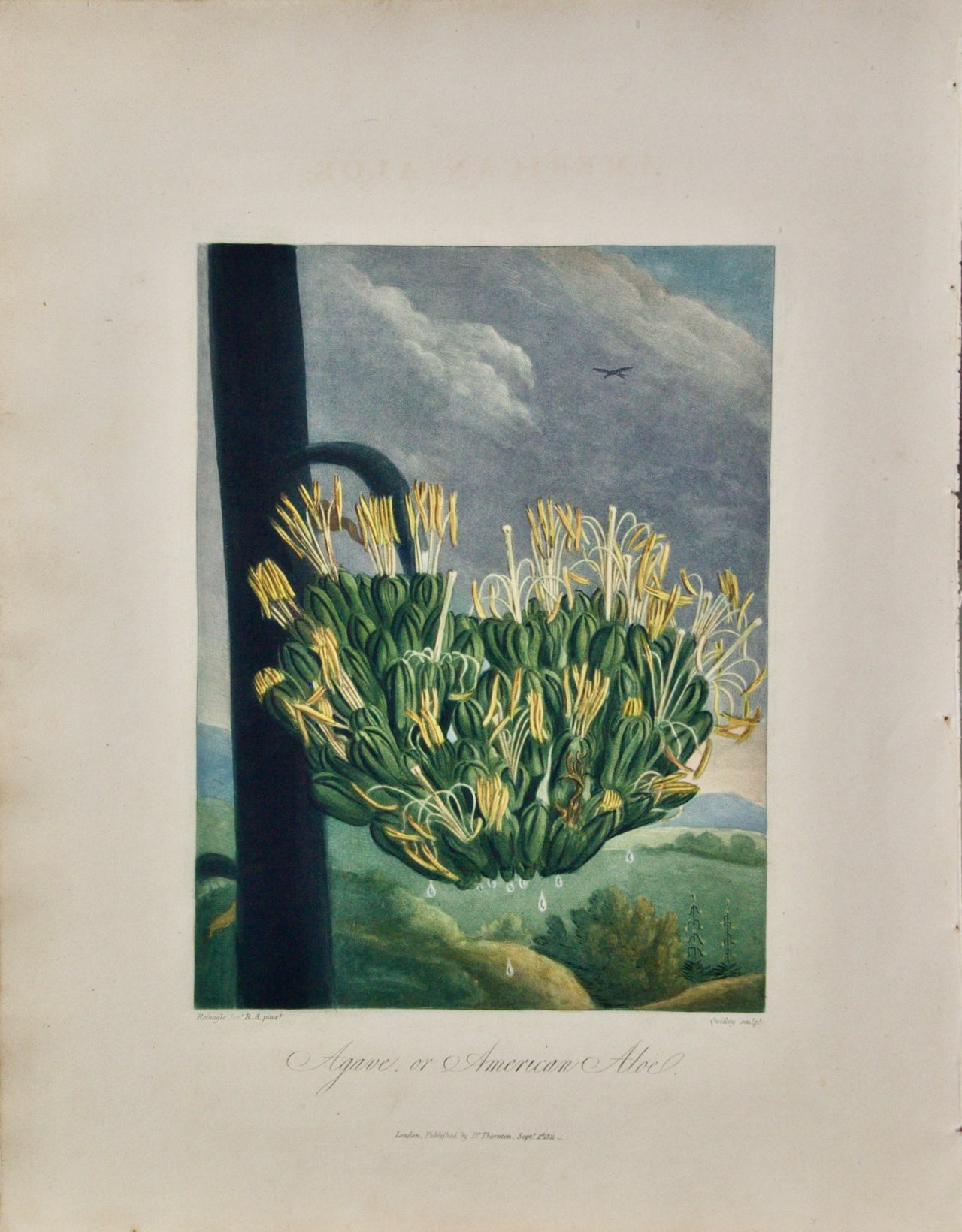 4808 Thornton, Agave or American Aloe.jpeg
