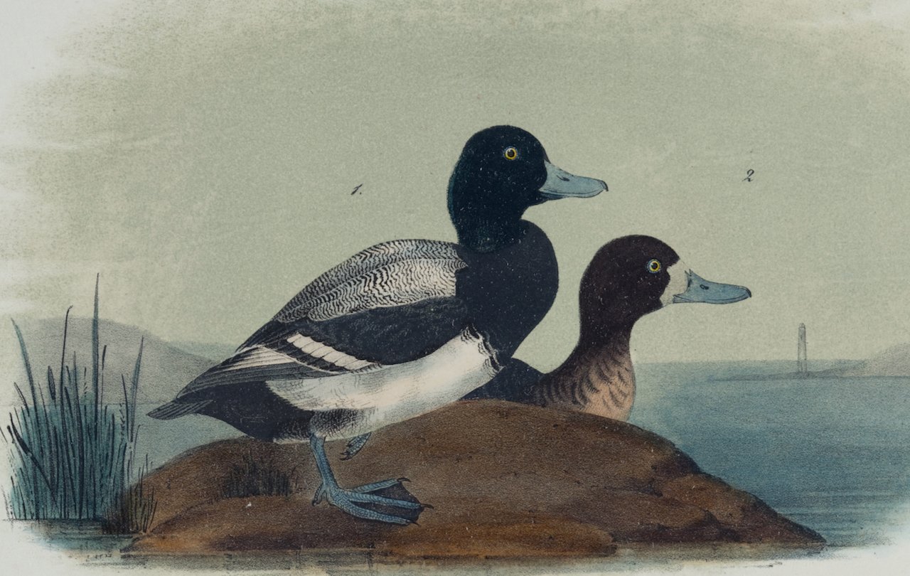 4345A Audubon, Common Scaup Duck.jpg.jpeg