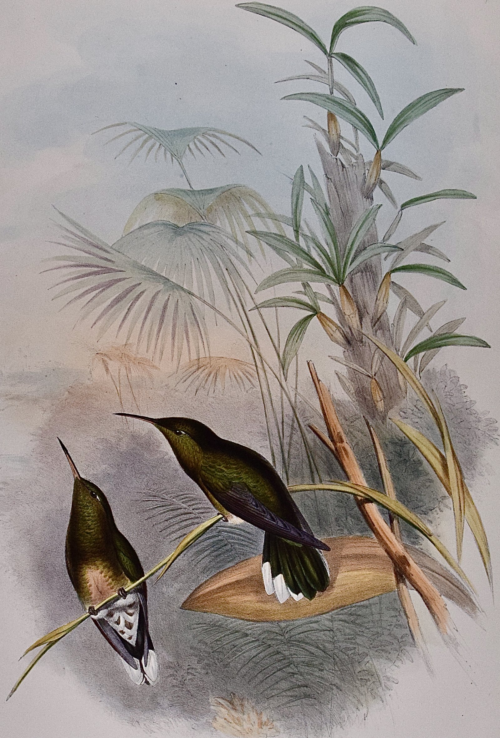 4843B Gould, Cuvier's Sabre-wing Hummingbird (Campylopterus Cuvieri).jpeg