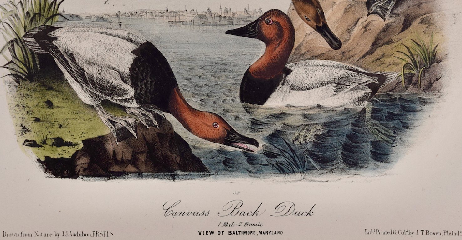 4957D Audubon, Canvass Back Duck, No. 79, Pl. 395.jpeg