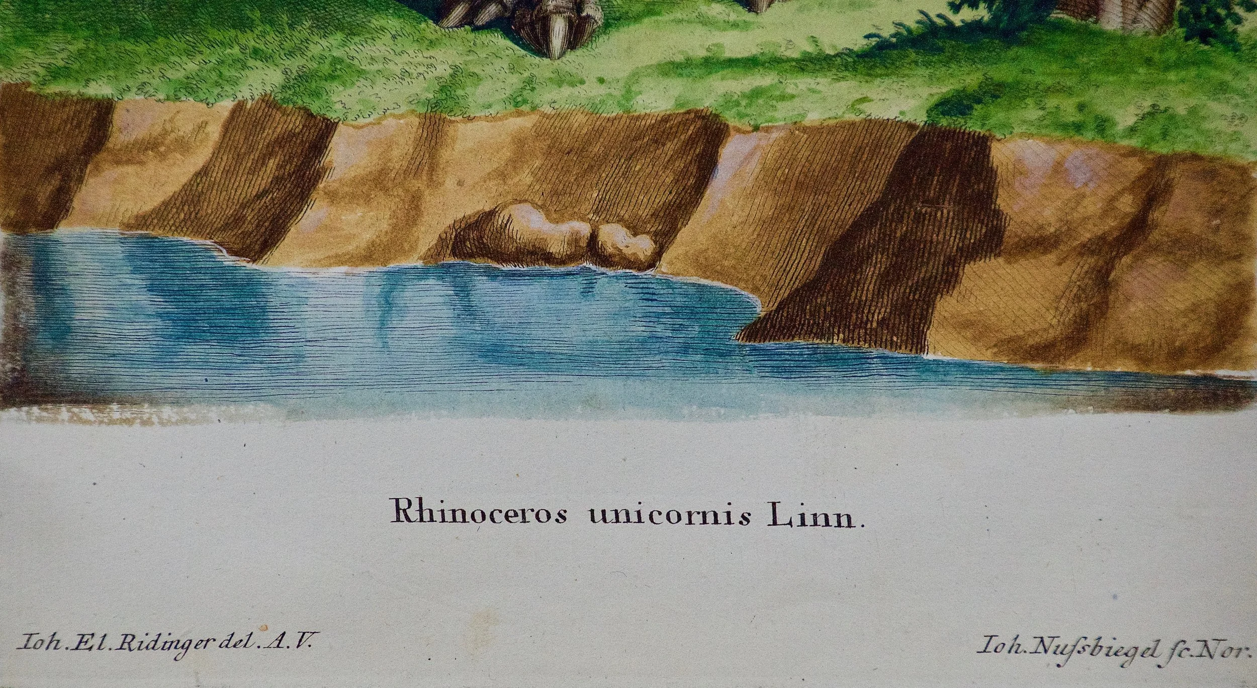 2212C Ridinger Rhinoceros Unicornis.jpg