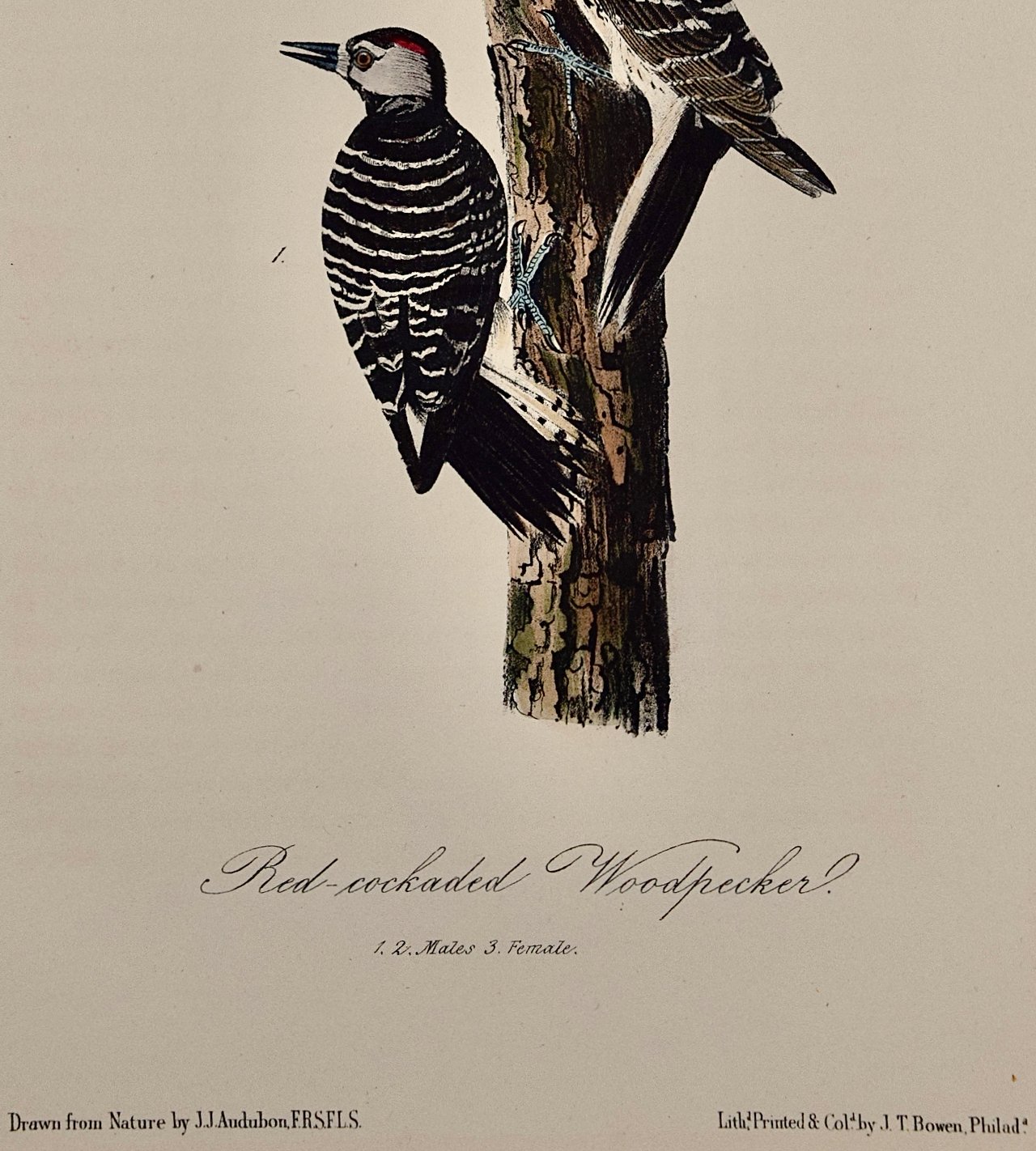 4934D Audubon, Red-cockaded Woodpecker, No. 53, Pl. 264.jpeg