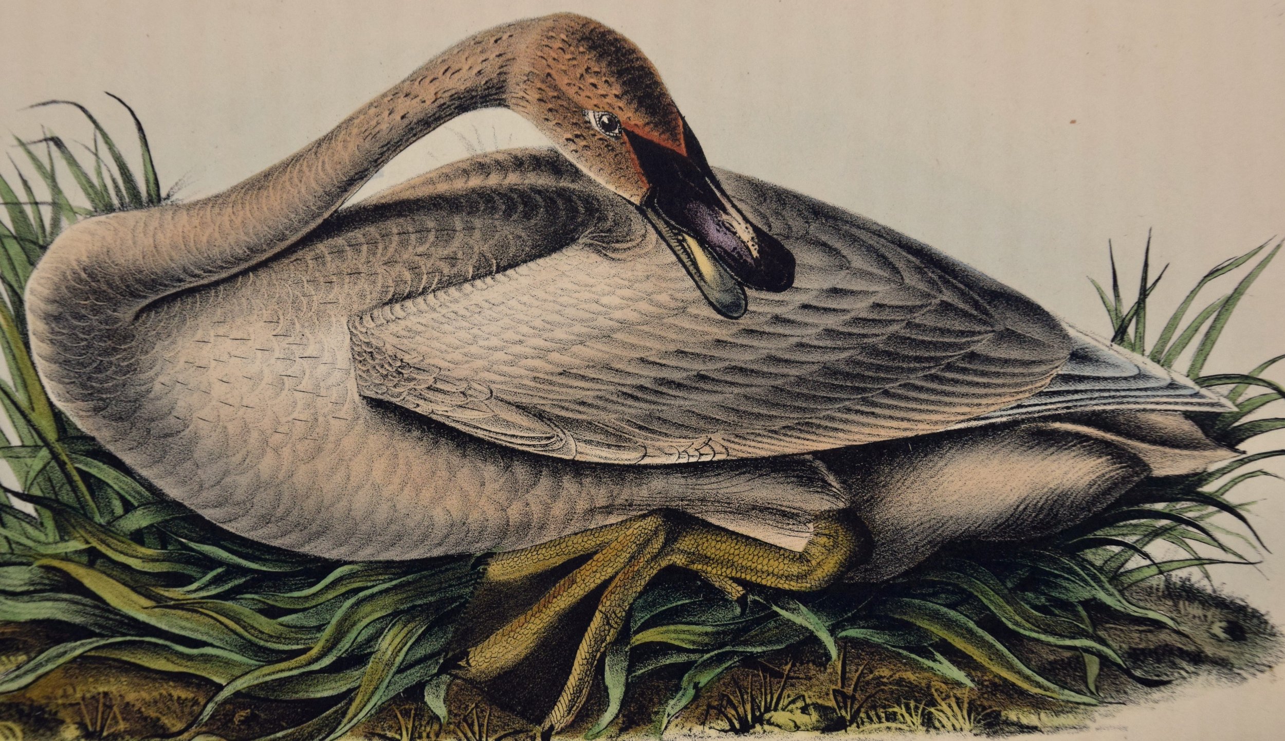 4453A Audubon, Trumpeter Swan, Pl. 383.jpeg