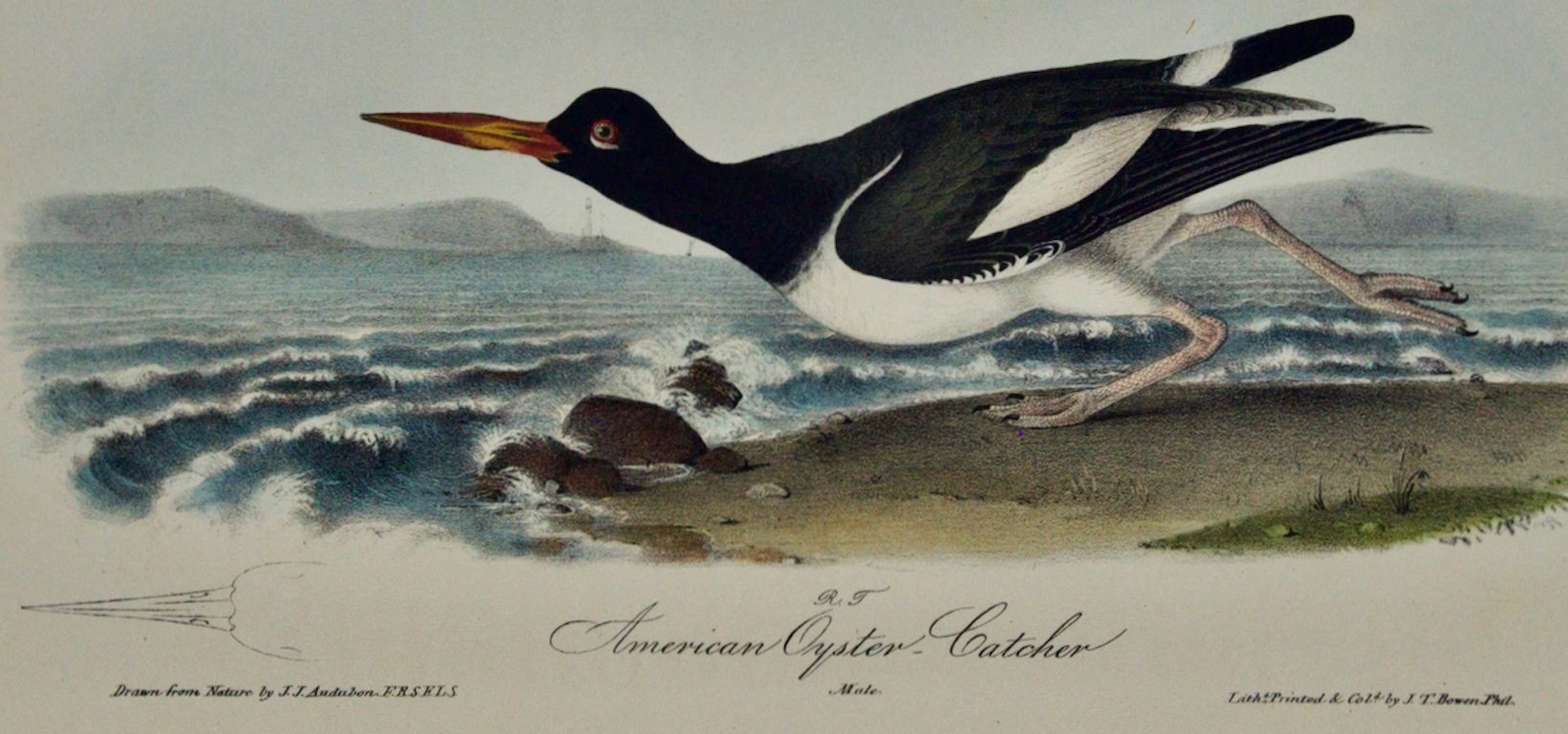 2181B Audubon, American Oyster Catcher.jpeg