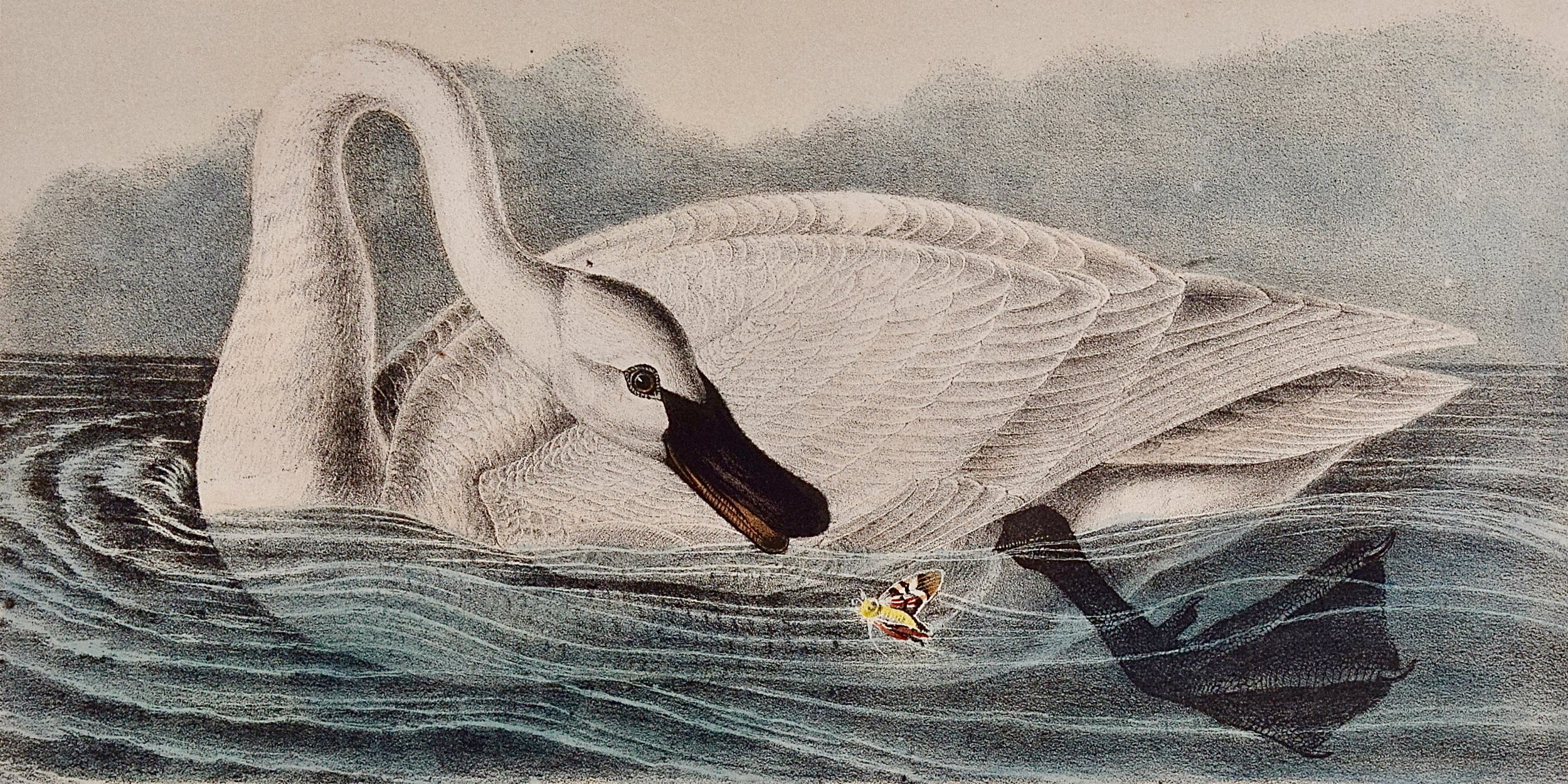 5016A Audubon, Trumpeter Swan, Adult, No. 77, Pl. 382.jpeg