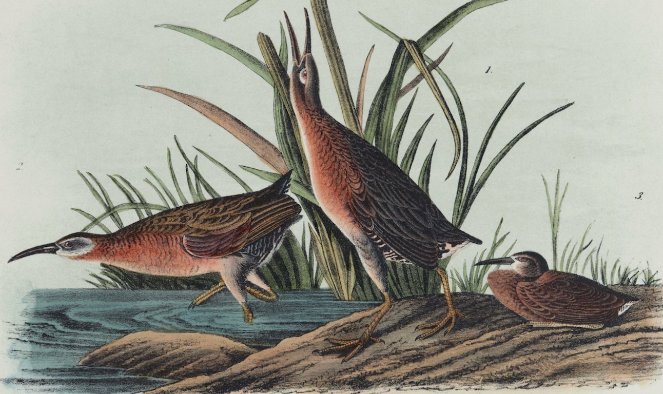 4379A Audubon, Virginian Rail.jpeg