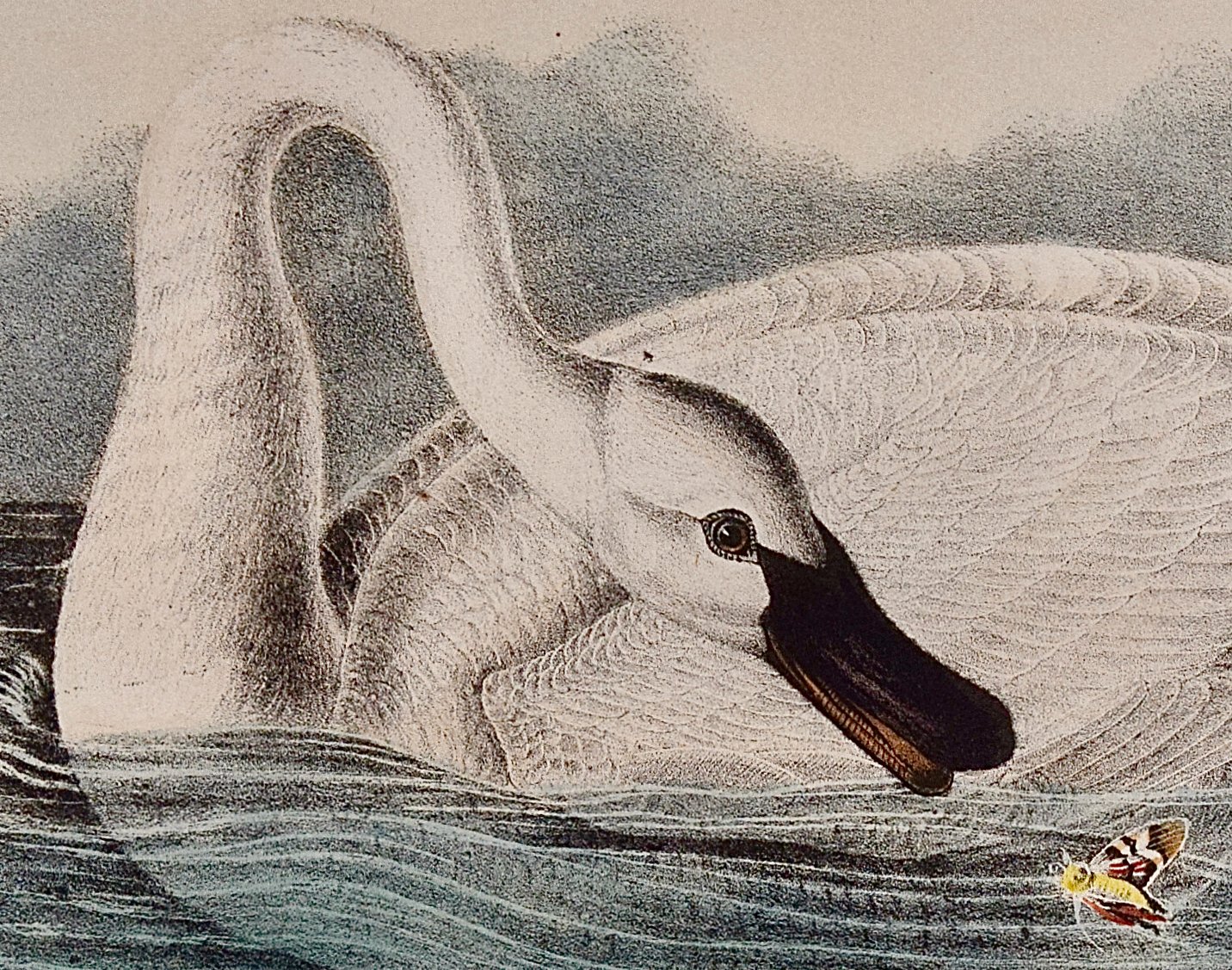 5016B Audubon, Trumpeter Swan, Adult, No. 77, Pl. 382.jpeg