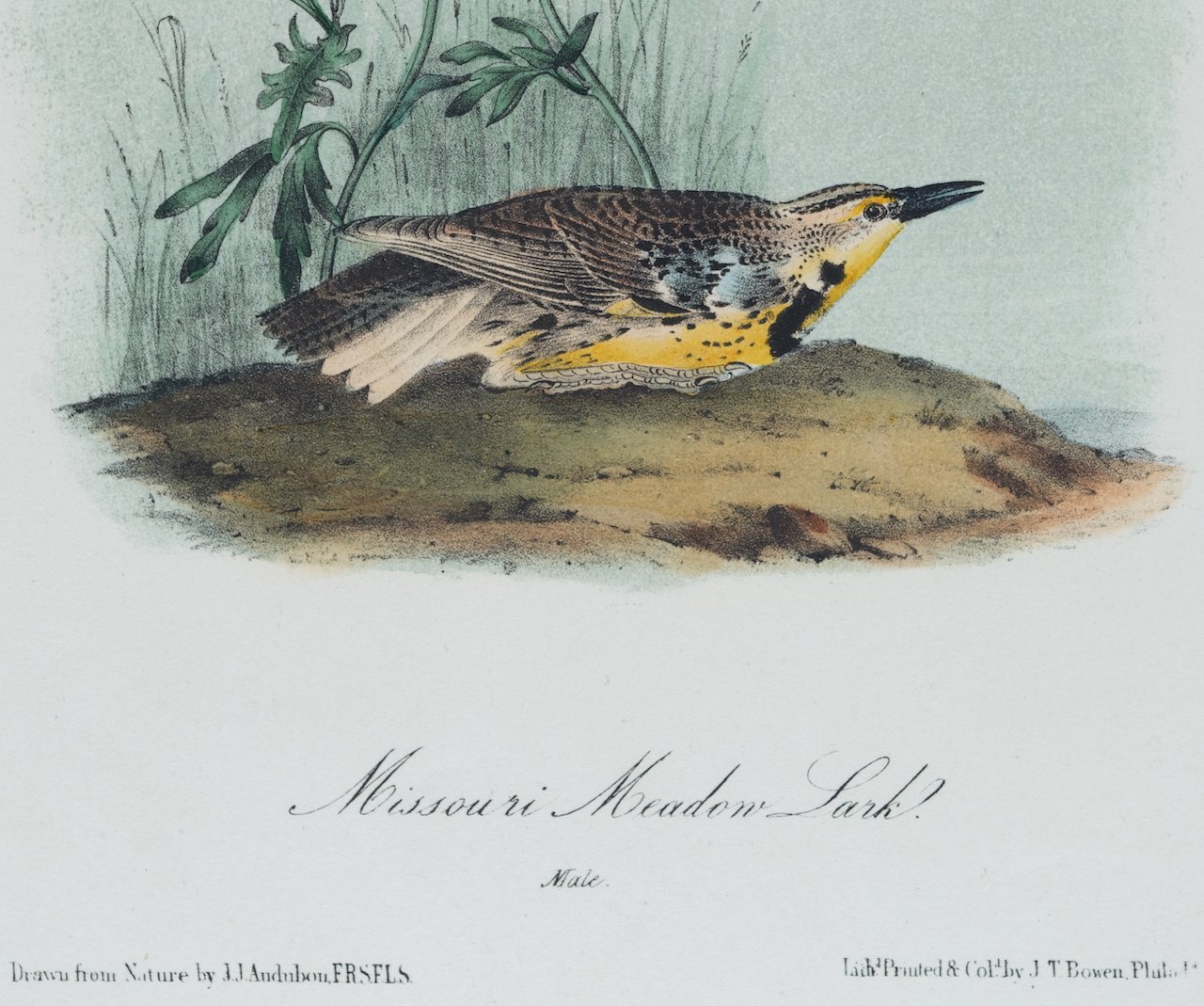 4343C Audubon, Missouri Meadow Lark.jpeg