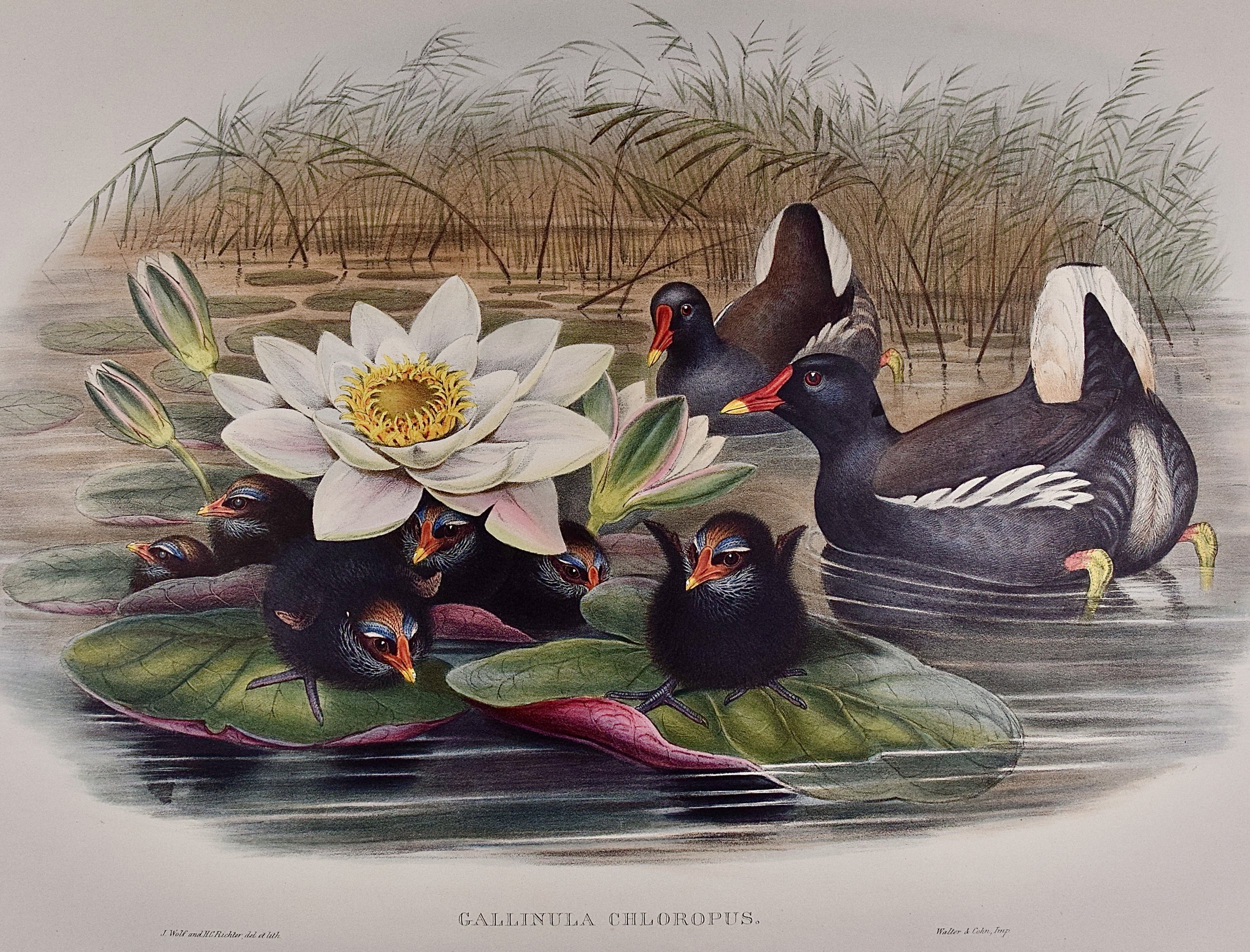 5038A Gould, Gallinula Chloropus (Moorhen).jpeg