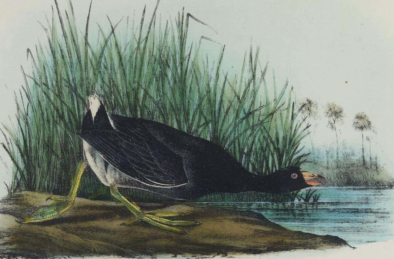 4374A_Audubon_American_Coot_jpg_master.jpeg