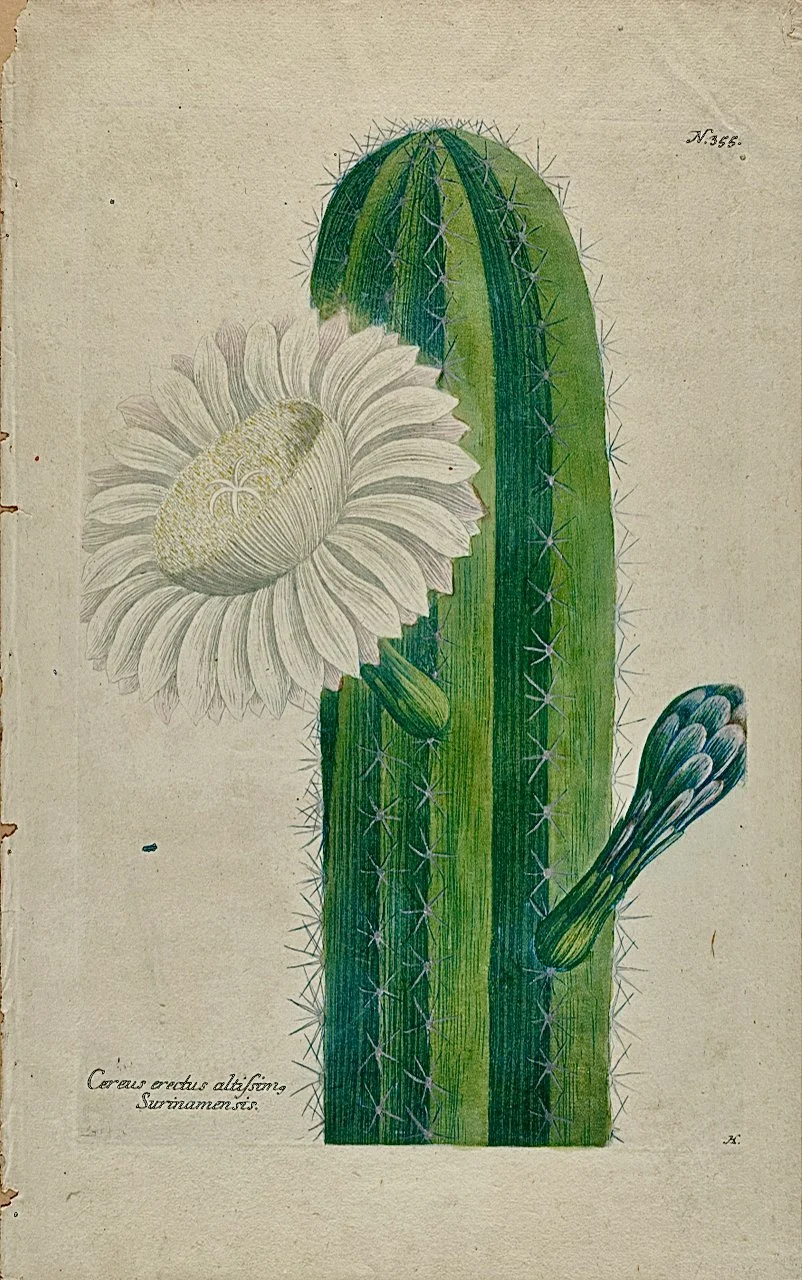 3372 Weinmann, Cereus Erectus Altissimo Surinamensis (Cereus Cactus Plant), Plate #355 (1).jpeg