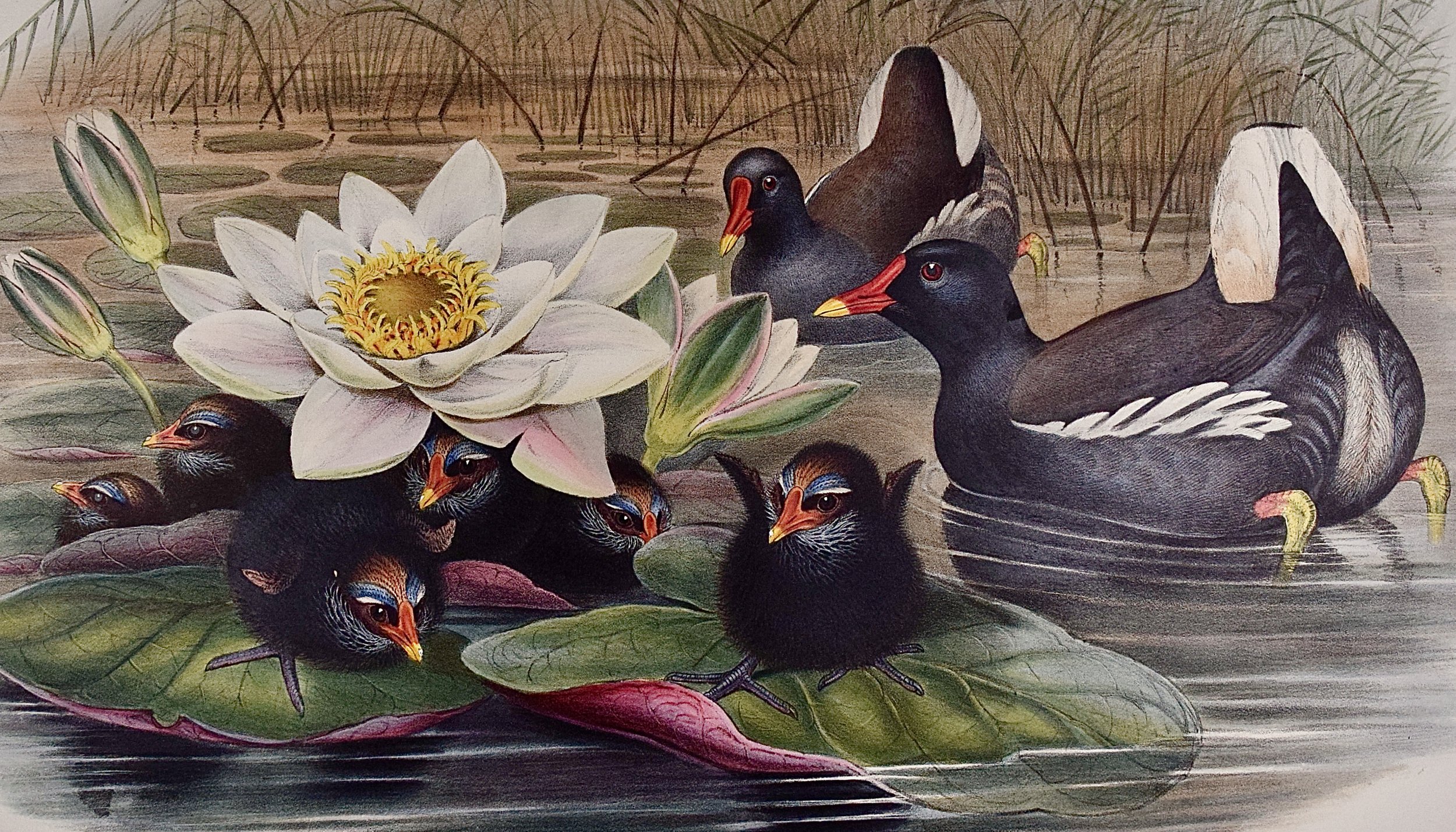 5038B Gould, Gallinula Chloropus (Moorhen).jpeg