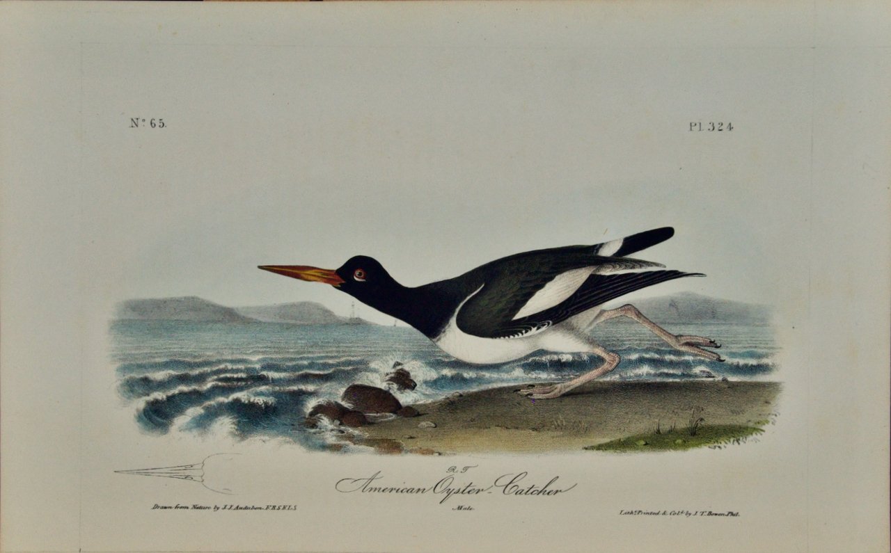 2181 Audubon, American Oyster Catcher.jpeg
