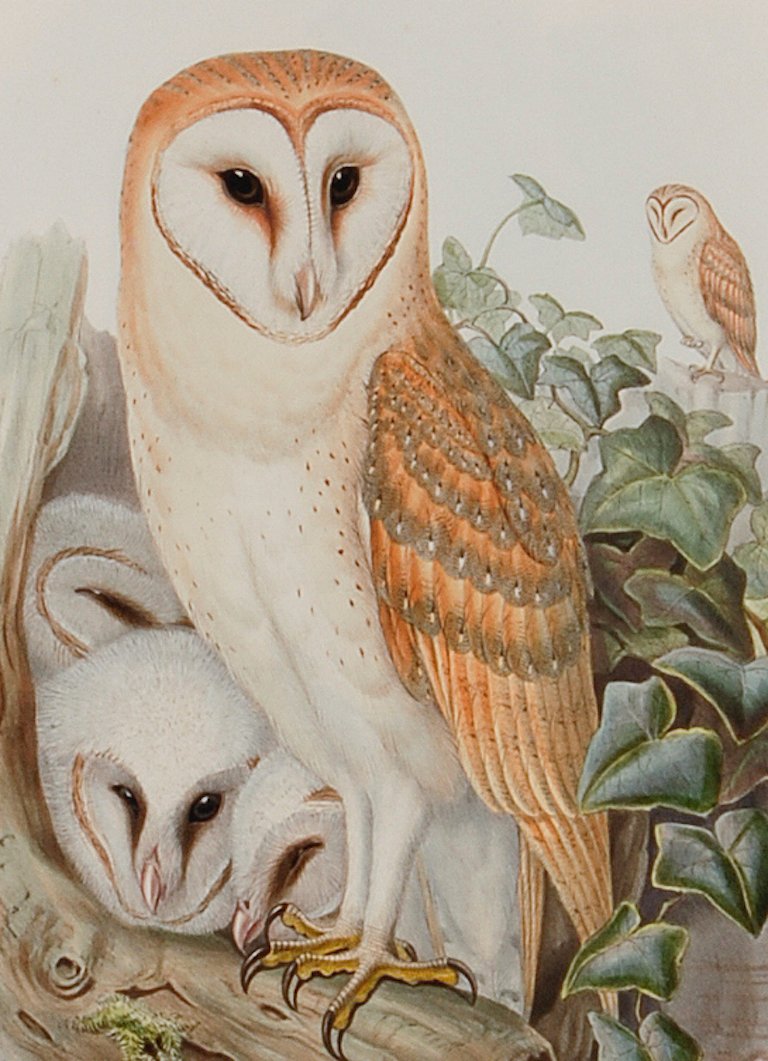5073C Gould, “Strix Flammea” (Barn Owl).jpeg