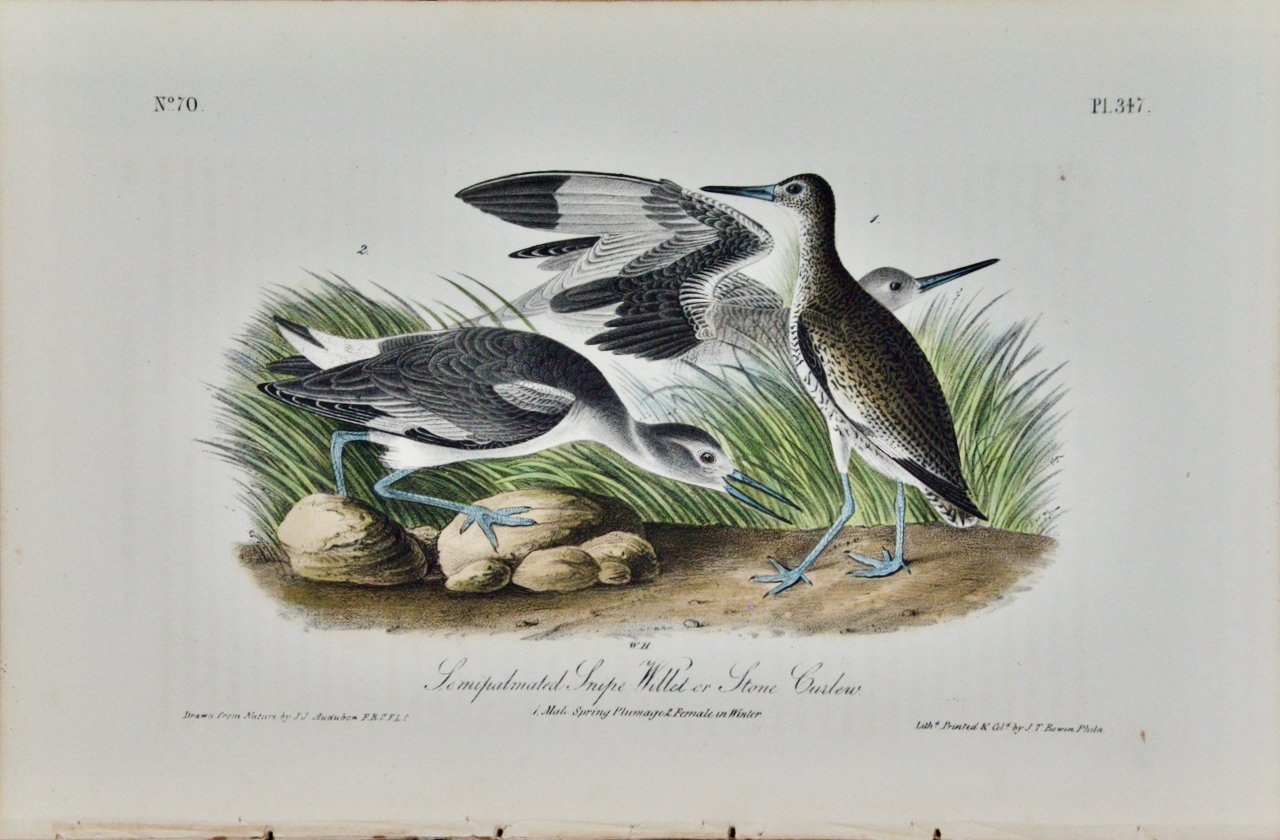 2604 Audubon, Semipalmated Snipe, Willet or Stone Curlew.jpeg