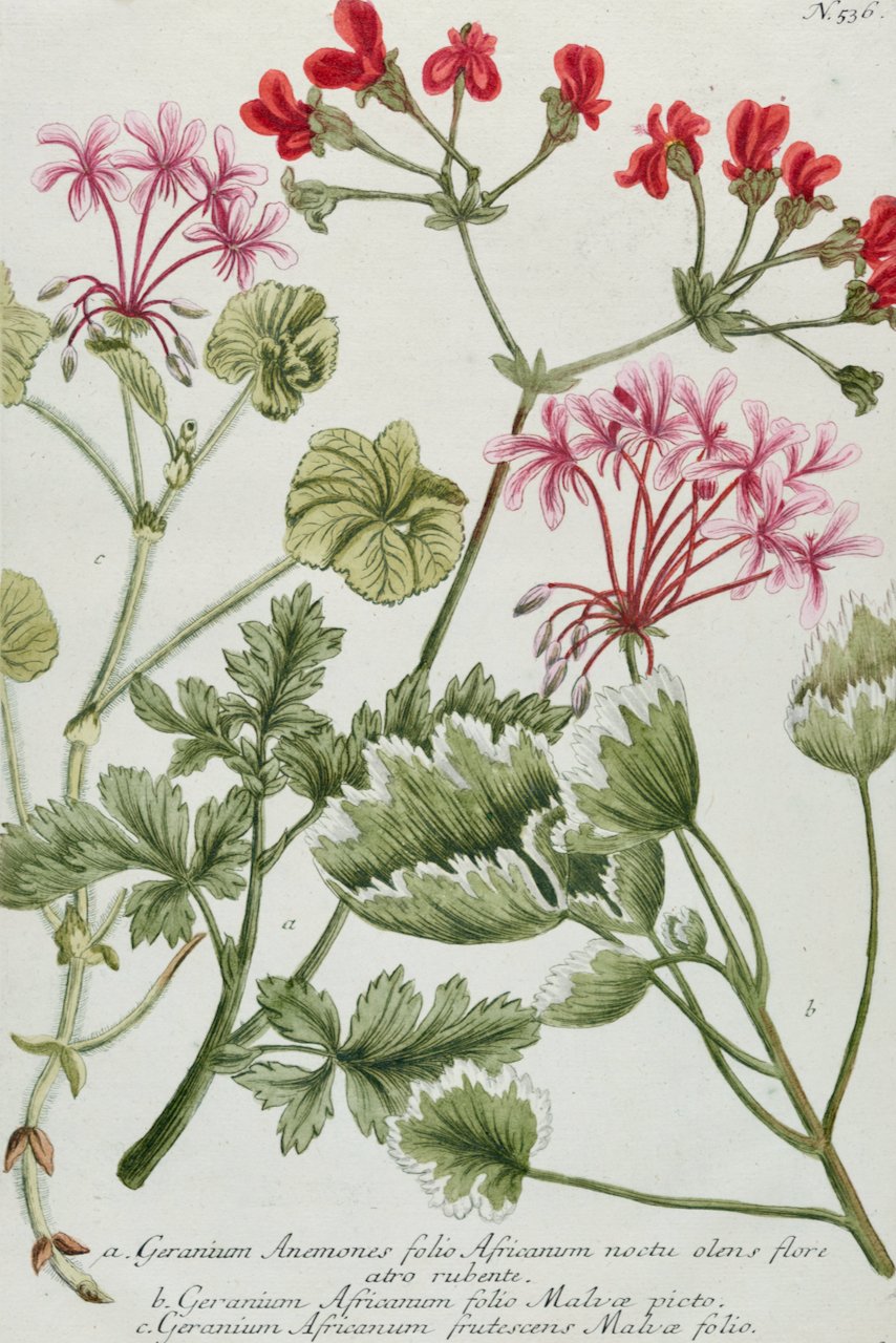4867A Weinmann, Geranium Anemones folio Africanum (Red Geranium).jpeg