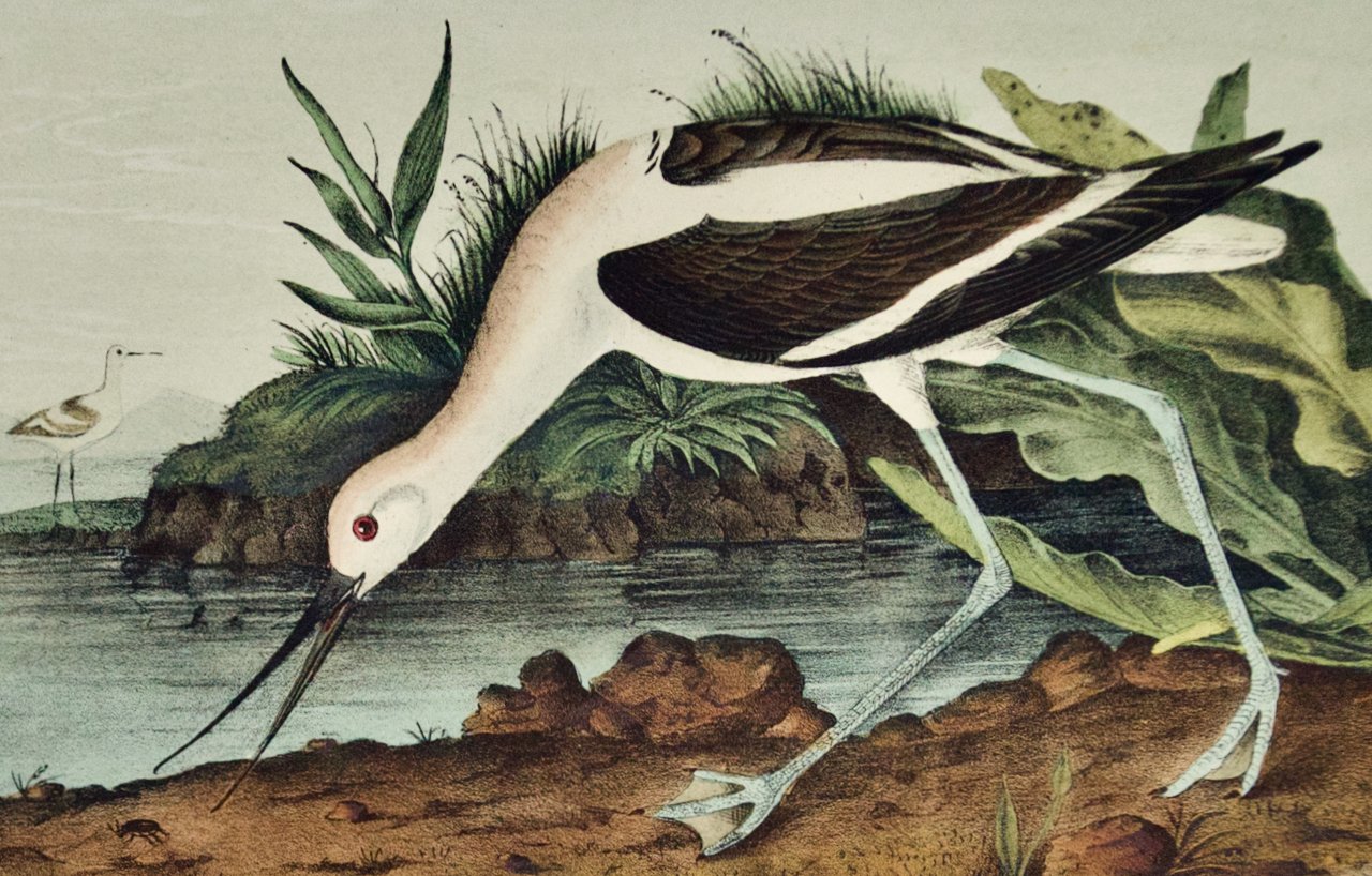 2195B Audubon, American Avocet.jpeg