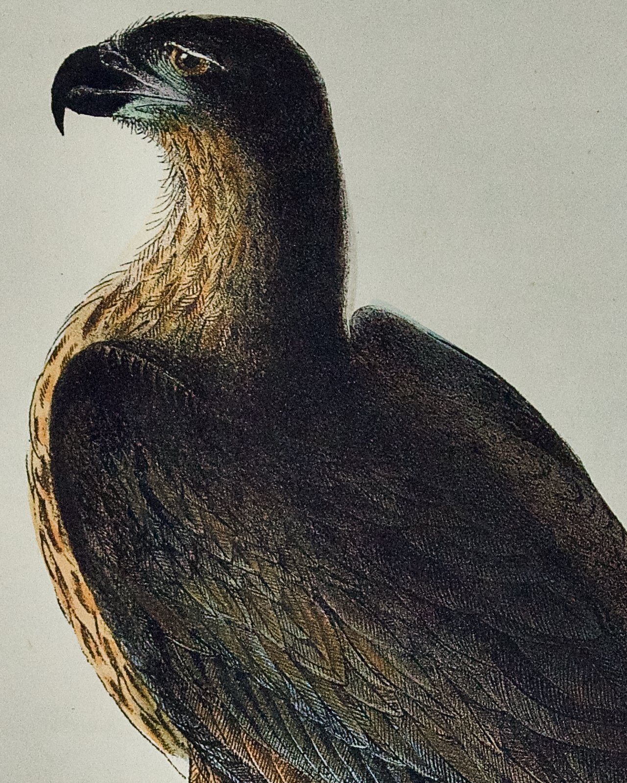 4105B Audubon, Washington Sea Eagle.jpeg