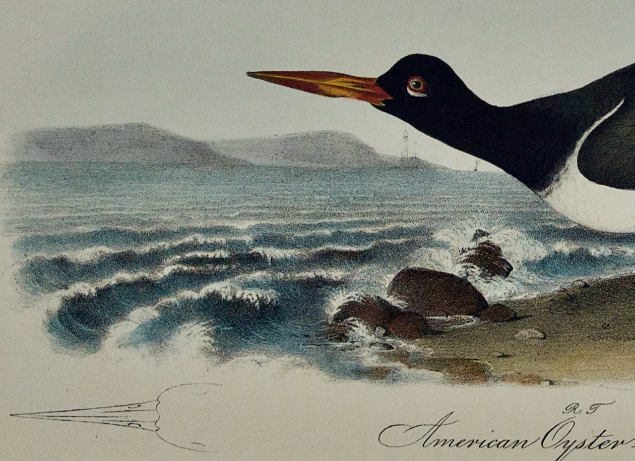 2181D Audubon, American Oyster Catcher.jpeg