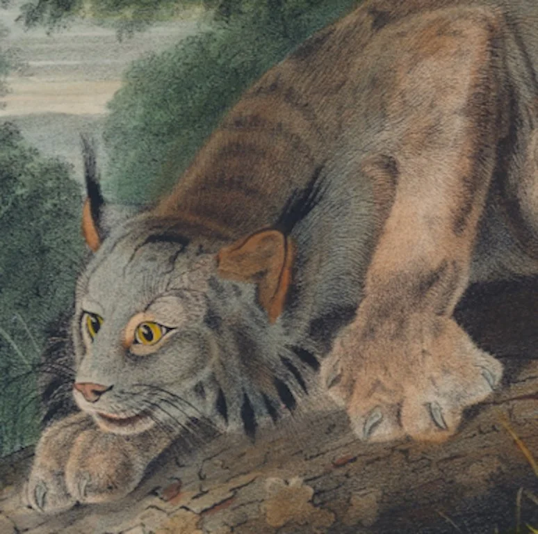 4917C Audubon, Canada Lynx, Male.jpeg