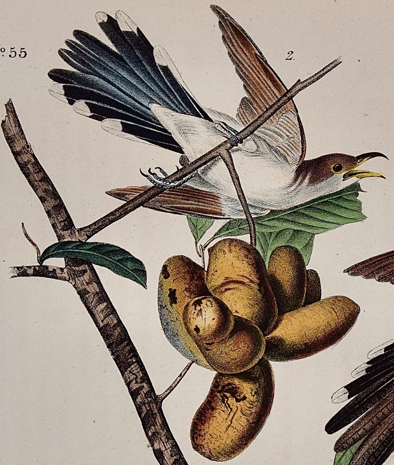 5014B Audubon, Yellow-billed Cuckoo, 1. Male, 2, Female, Papaw Tree.jpeg