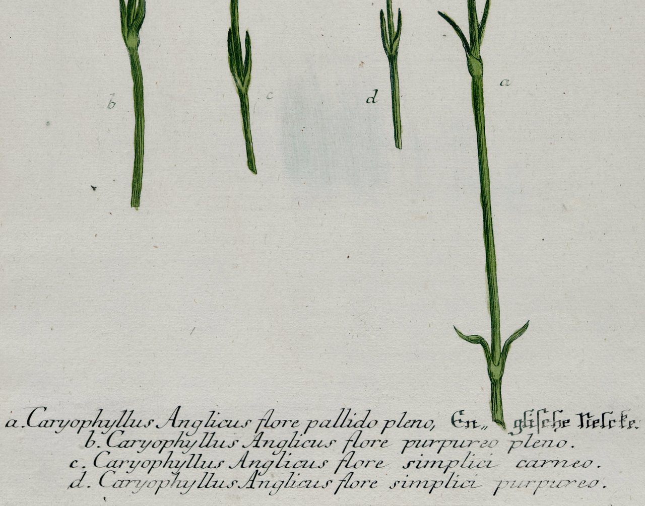 4176C Weinmann, Caryophyllus Anglicus flore, Pl. 326.jpeg