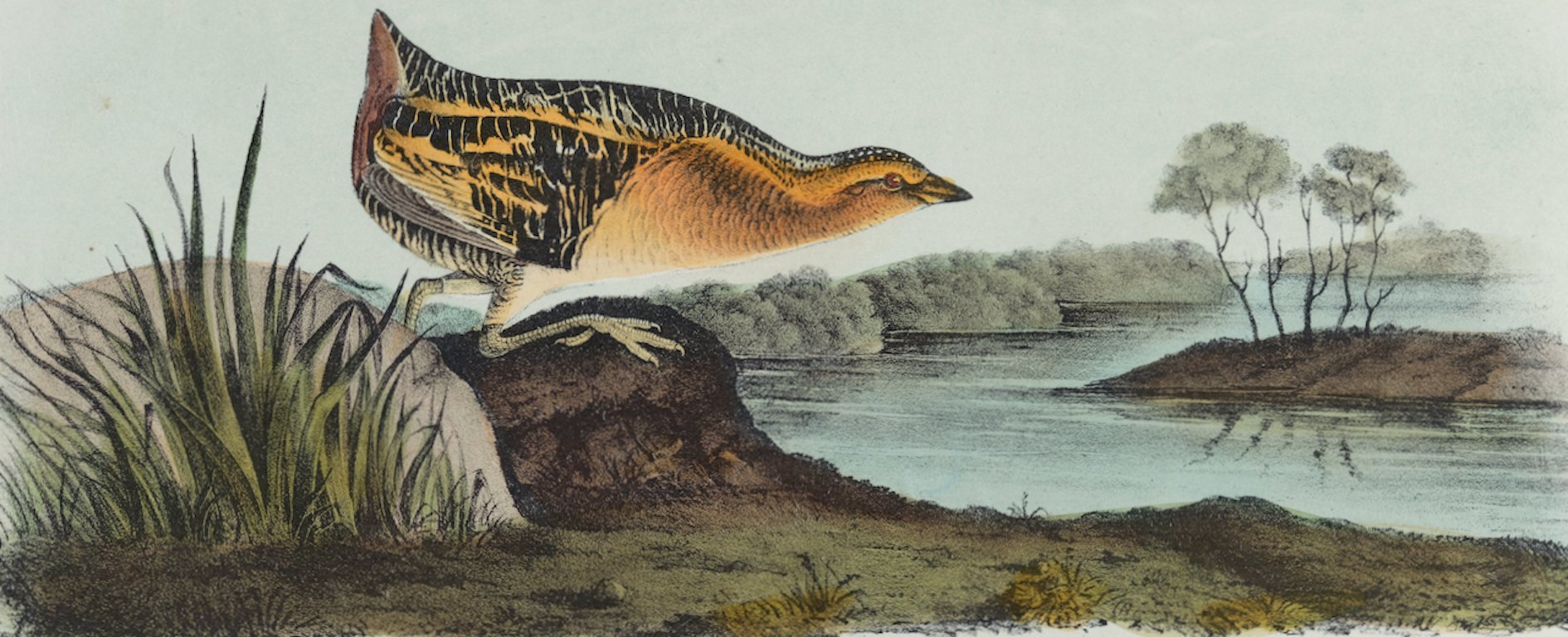 4376A Audubon, Yellow-breasted Rail.jpeg