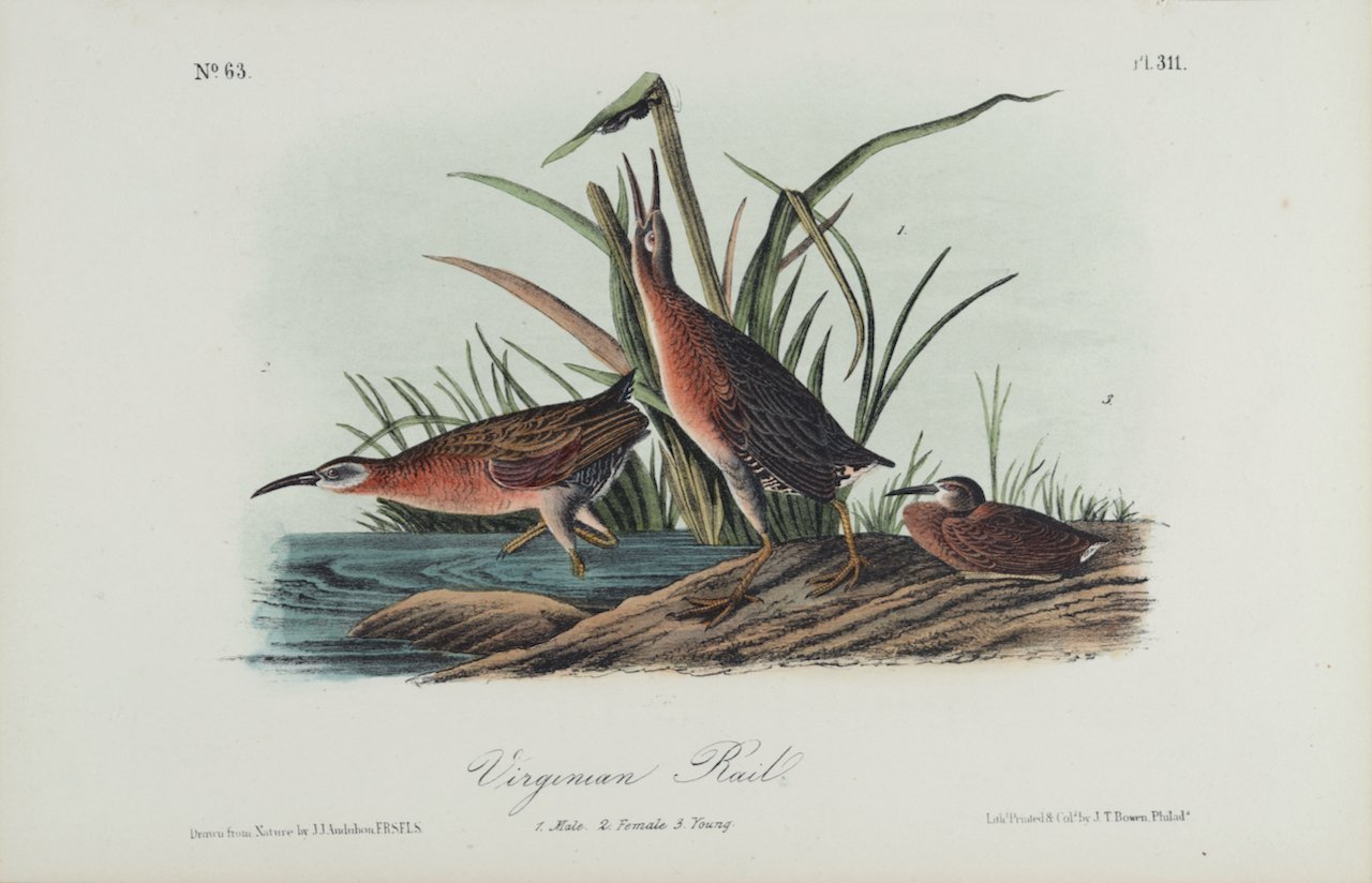 4379 Audubon, Virginian Rail.jpeg