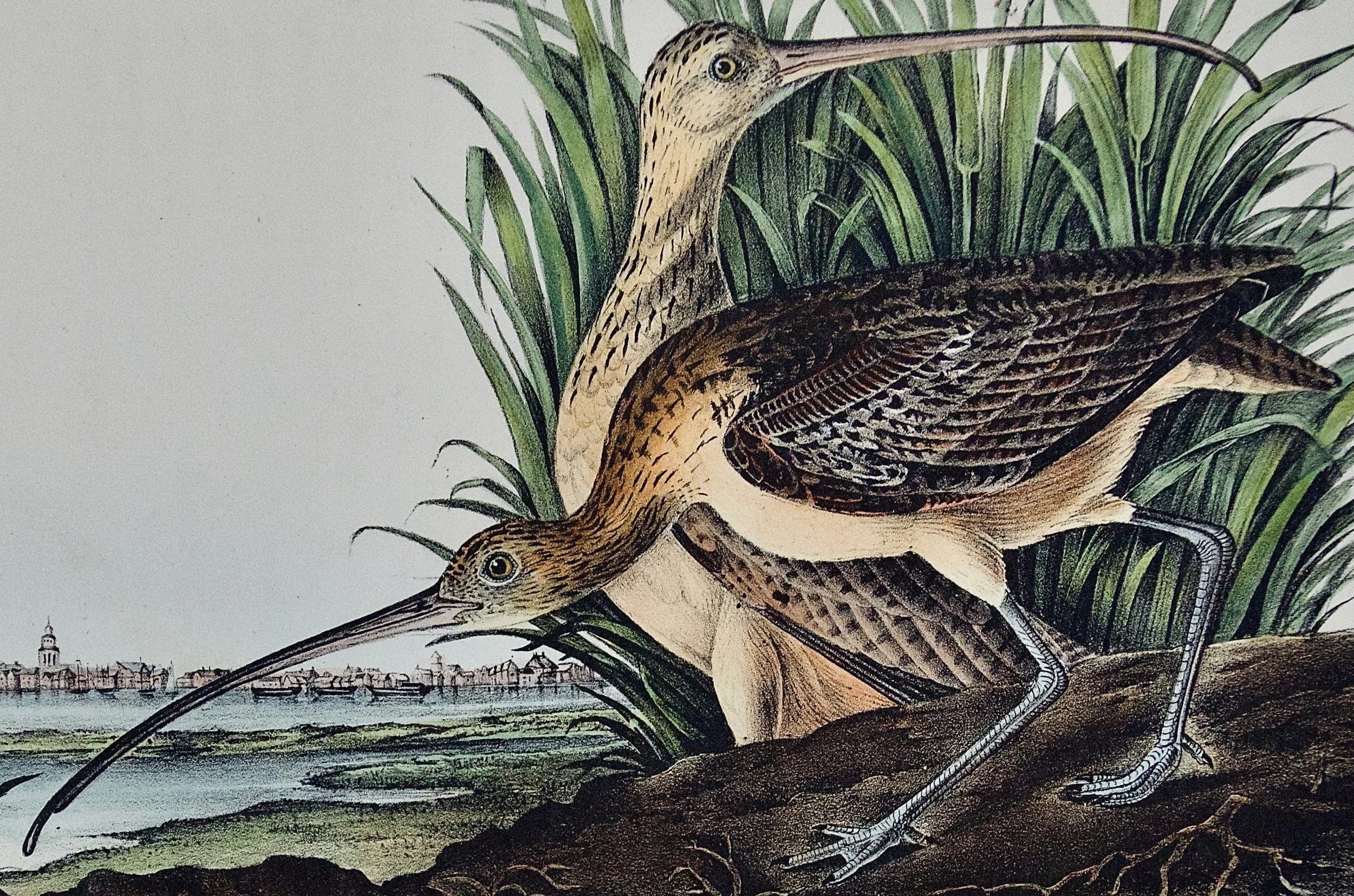 2682C Audubon, Long-billed Curlew, 1. Male, 2. Female, City of Charleston.jpeg