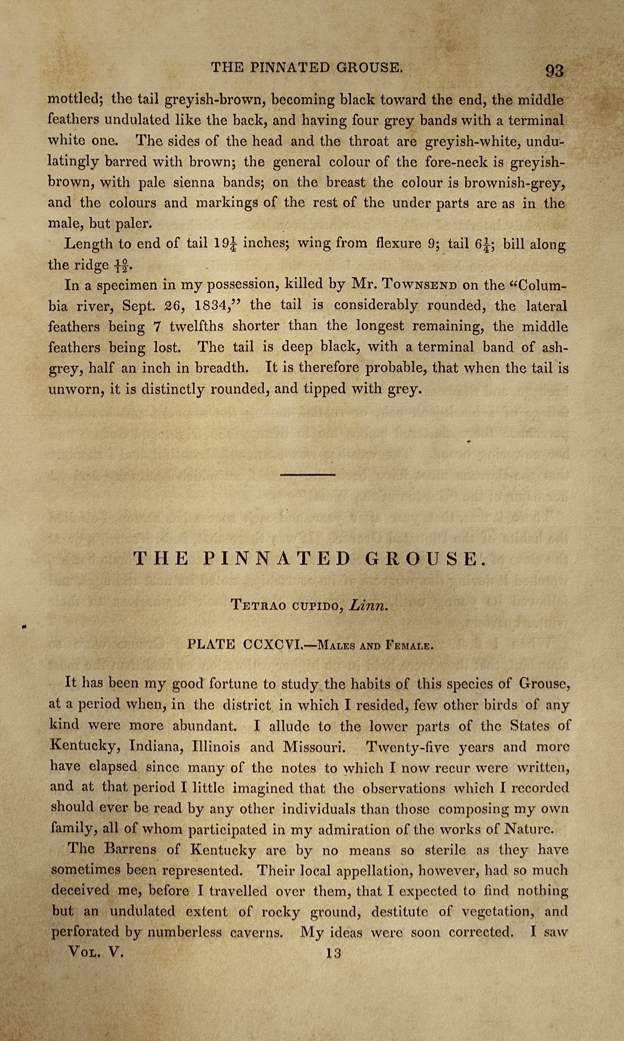 2703E Audubon, Pinnated Grouse, No. 60, Pl. 296.jpeg