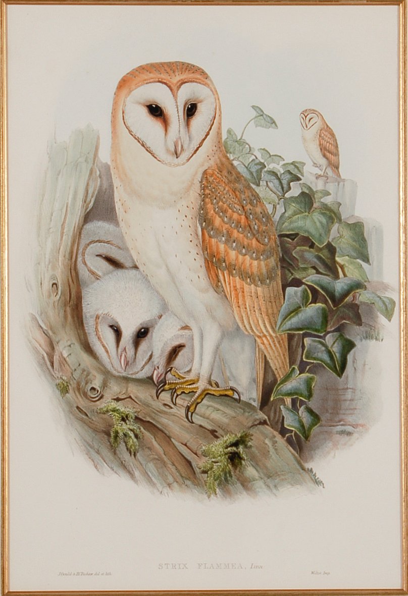 5073A Gould, “Strix Flammea” (Barn Owl).jpeg