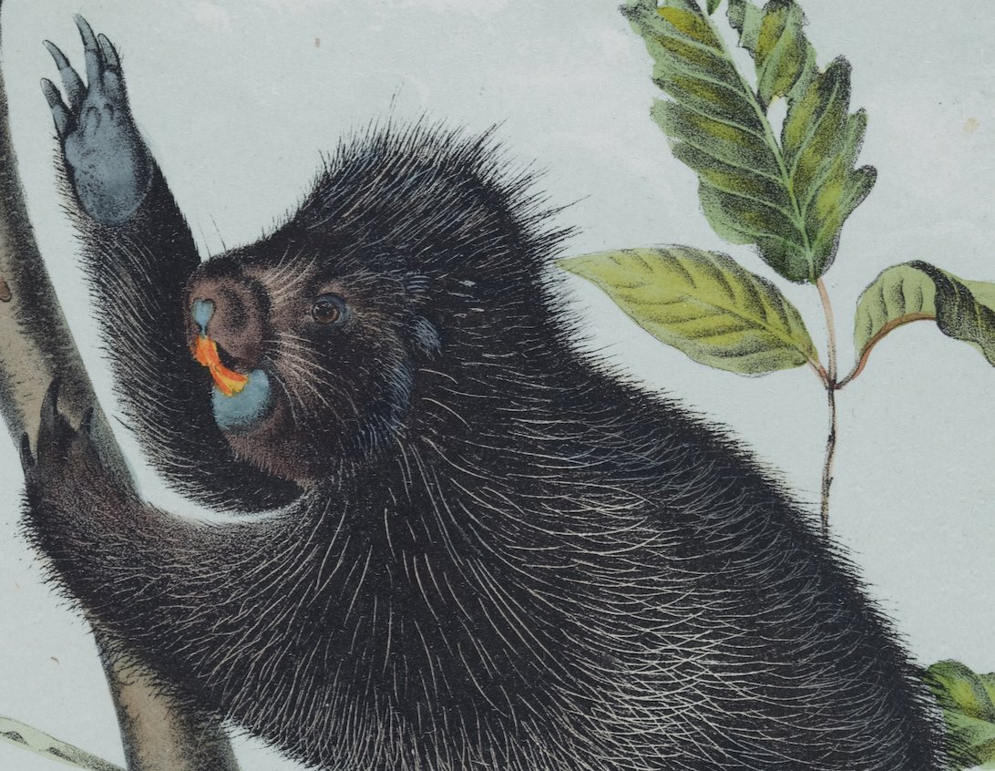 4876C Audubon, Canada Porcupine.jpeg