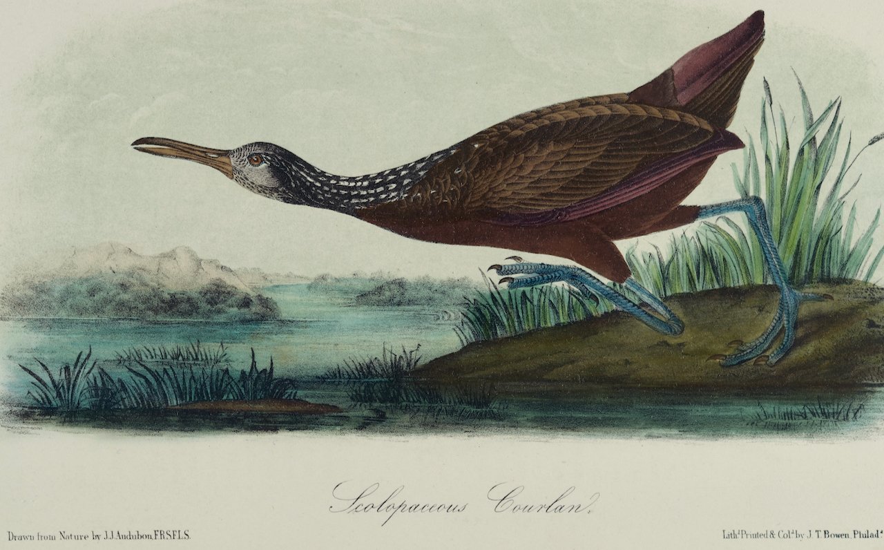 4380C Audubon, Scolopaceous Courlan.jpeg