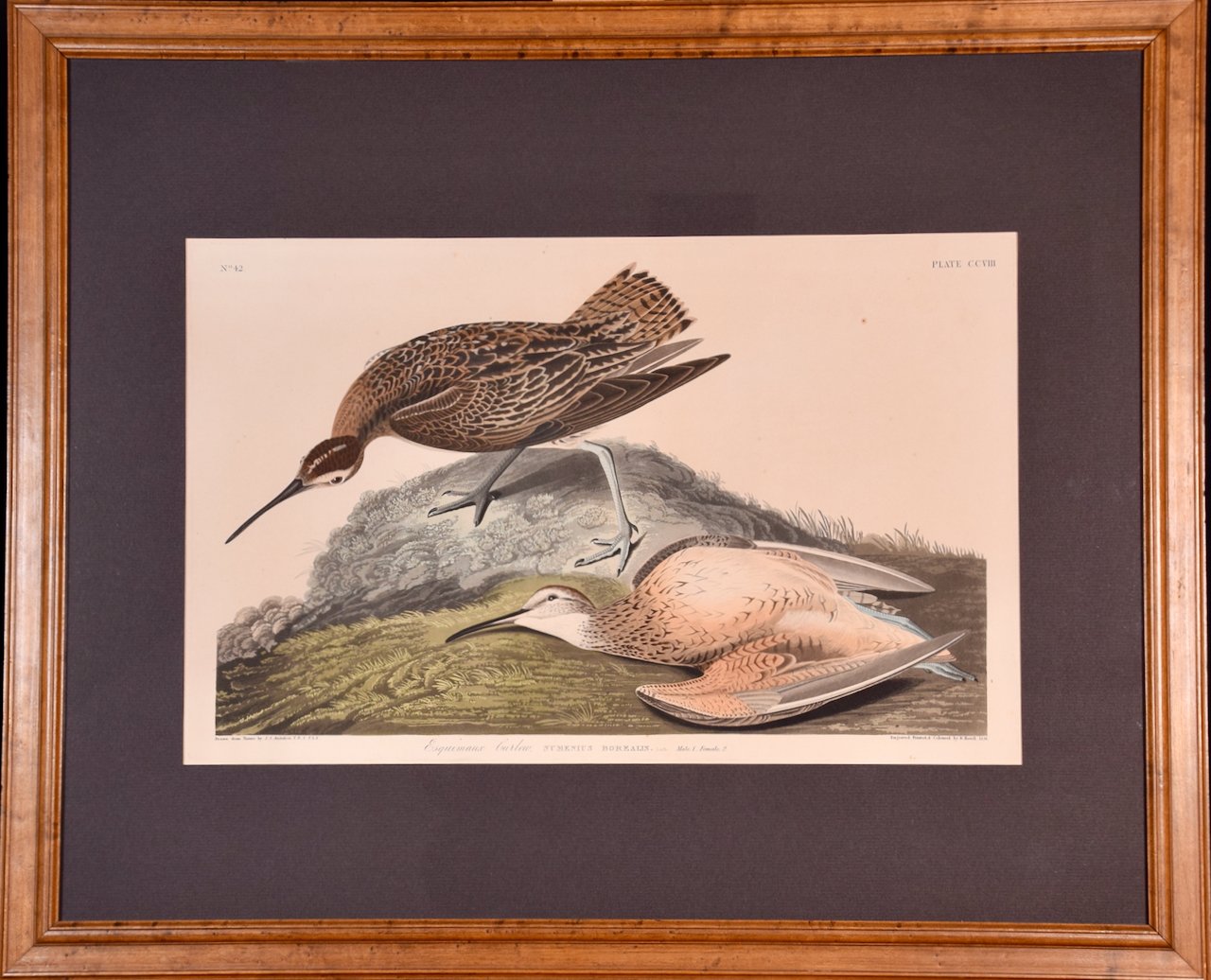197 Audubon, Esquimaux Curlew, Folio.jpeg
