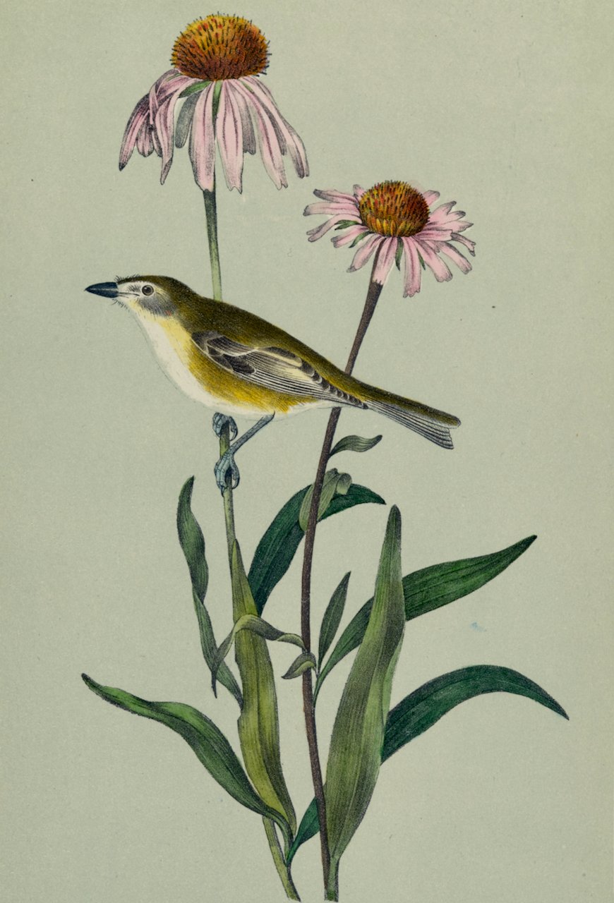 4340A Audubon, Bell's Vireo.jpeg