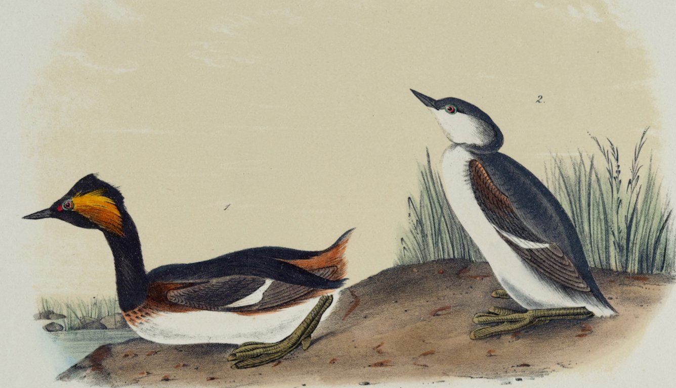4338A Audubon, Eared Grebe.jpeg