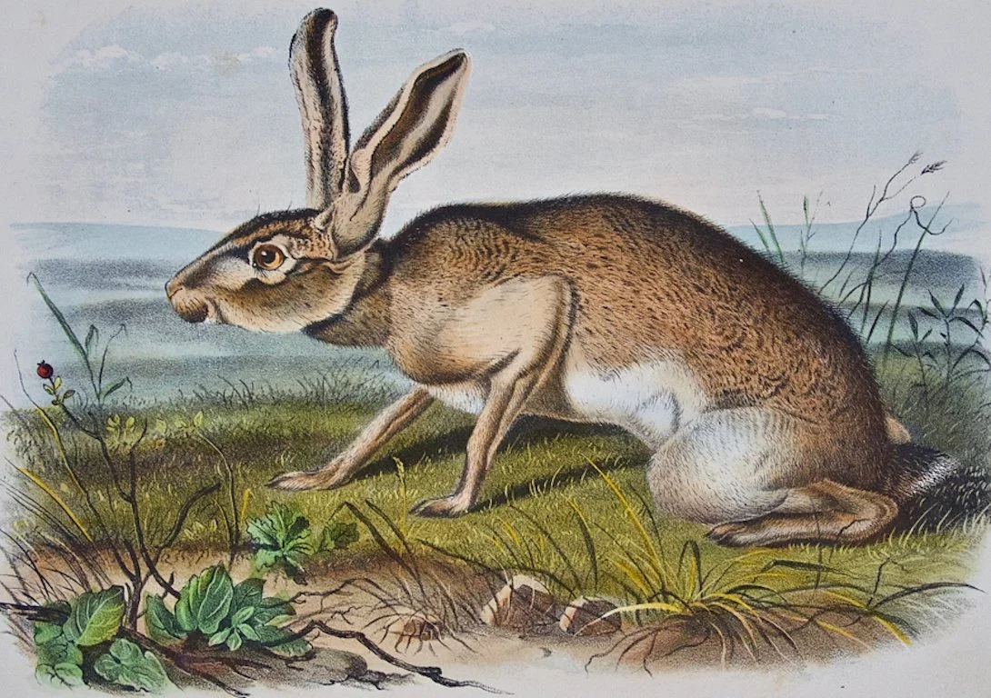 2315A Audubon, Texan Hare.jpeg