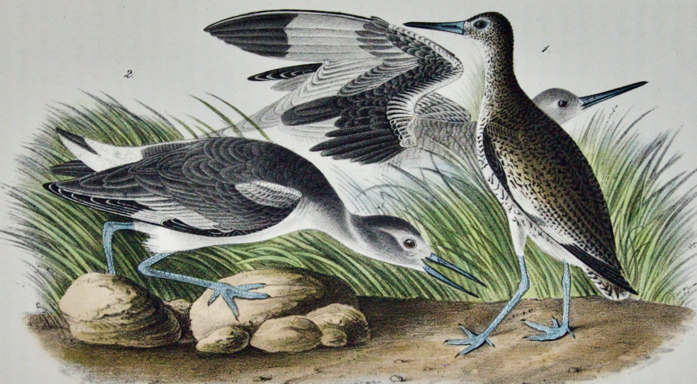 2604B Audubon, Semipalmated Snipe, Willet or Stone Curlew.jpeg