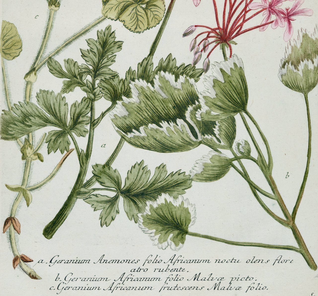 4867C Weinmann, Geranium Anemones folio Africanum (Red Geranium).jpeg