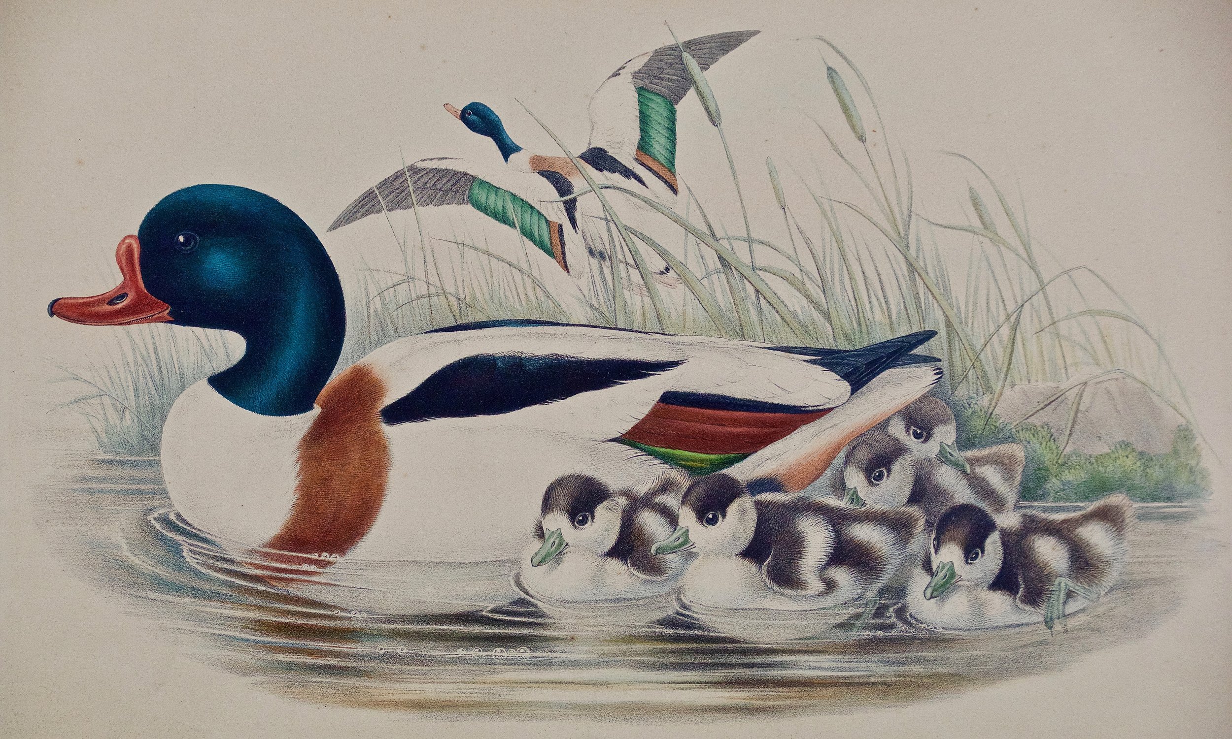 782B Gould Ducks- Tadorna Vulpanser- Sheldrake.jpg