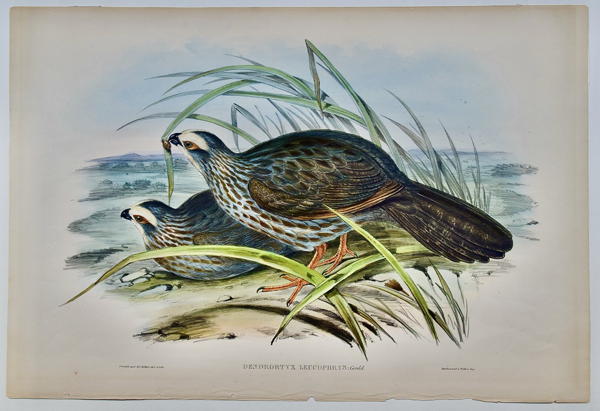 2684F Gould, White Eye-browed Partridge.jpeg