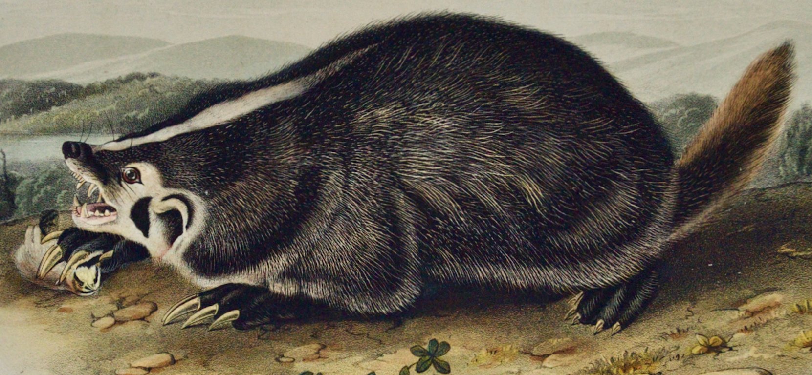2108C Audubon, American Badger.jpeg