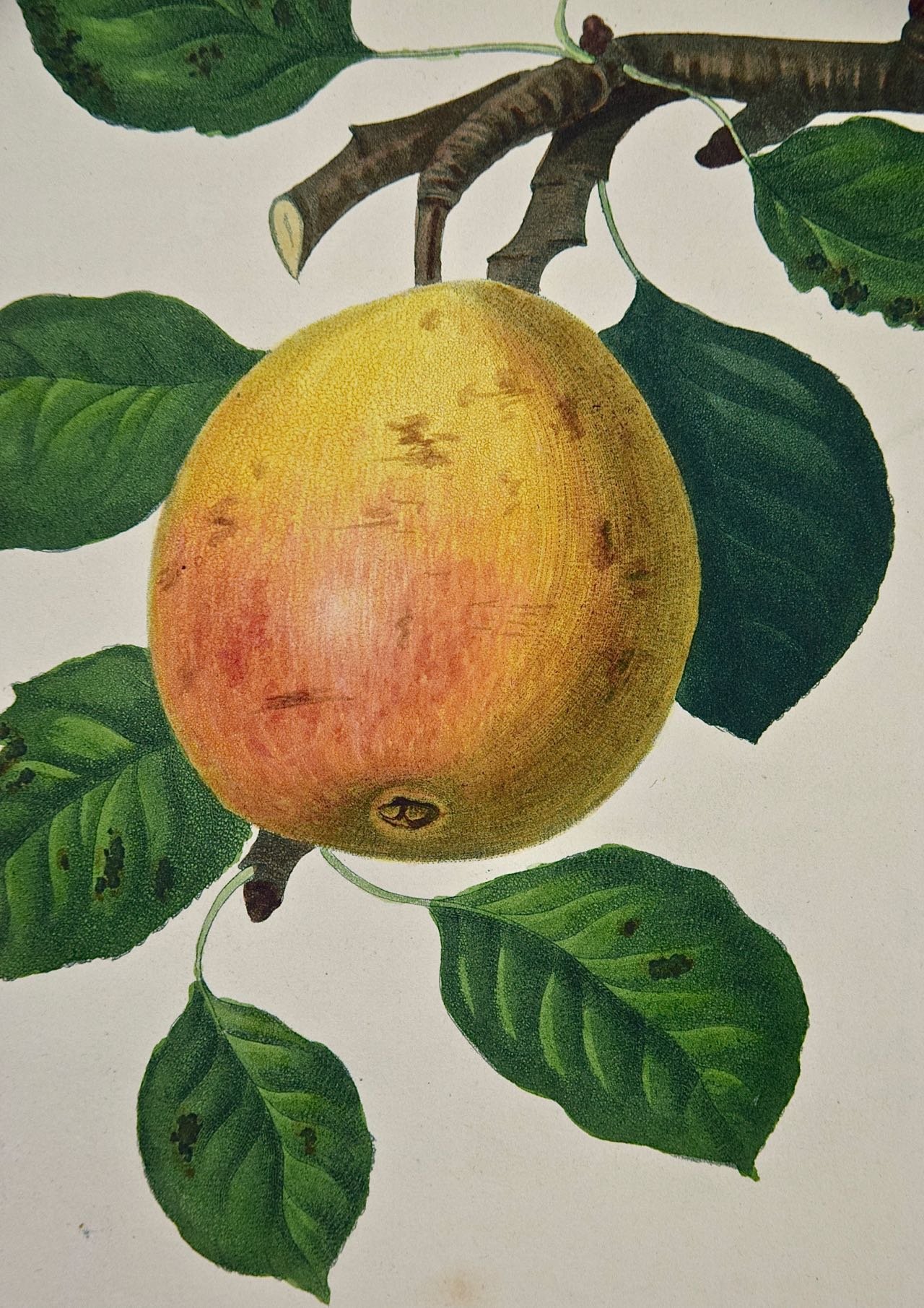 200B Hooker, The Red Doyenne Pear.jpg