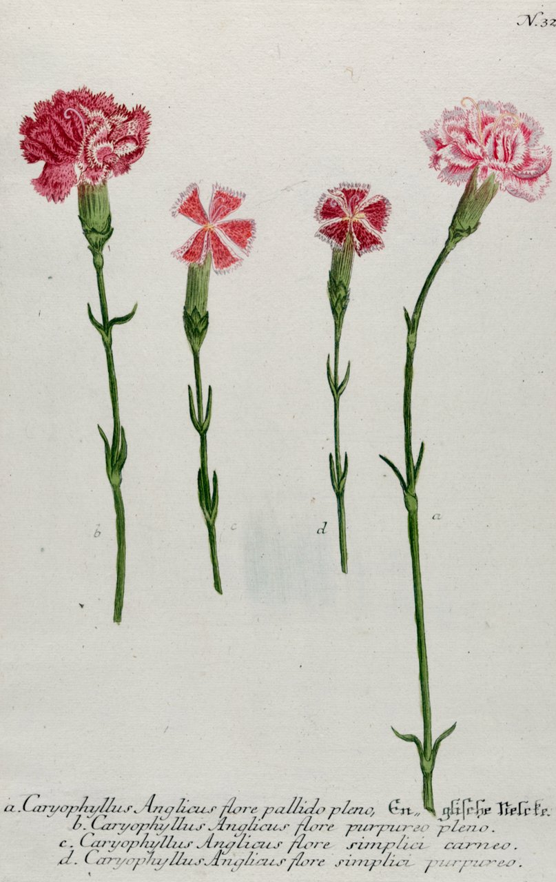 4176A Weinmann, Caryophyllus Anglicus flore, Pl. 326.jpeg