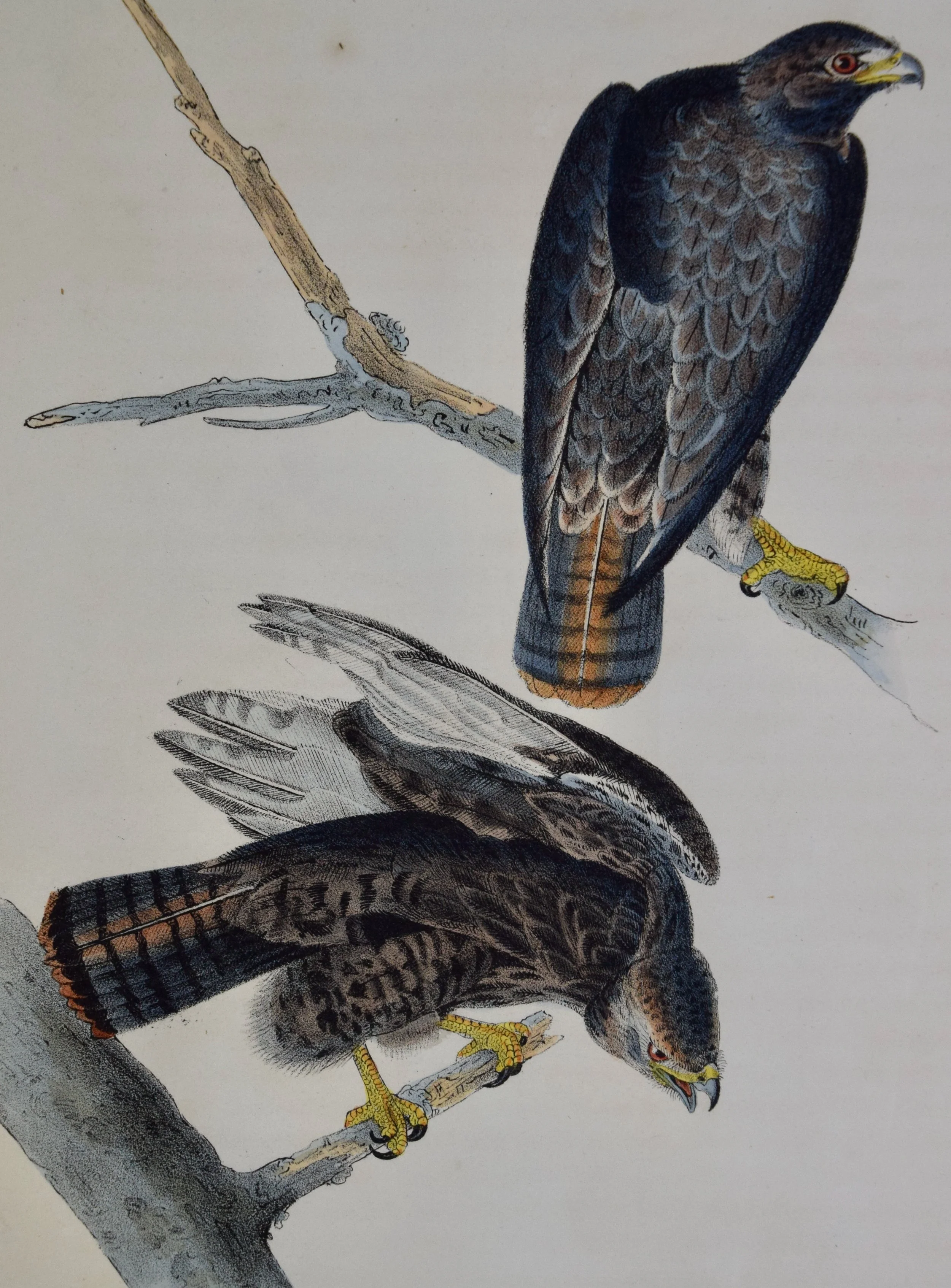 2609A Audubon, Harlan's Buzzard, No. 8.jpeg