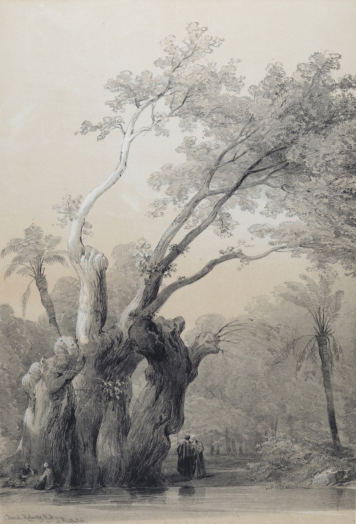 5460A Roberts, The Holy Tree of Metereah.jpeg