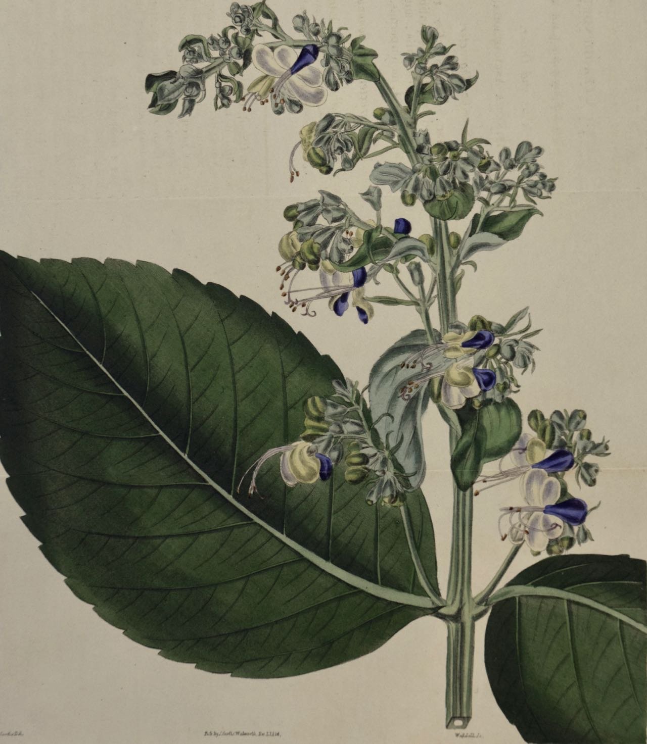 2603A Curtis, Clerodendrum Macrophyllum. Broad-Leaved Clerodendrum.jpg