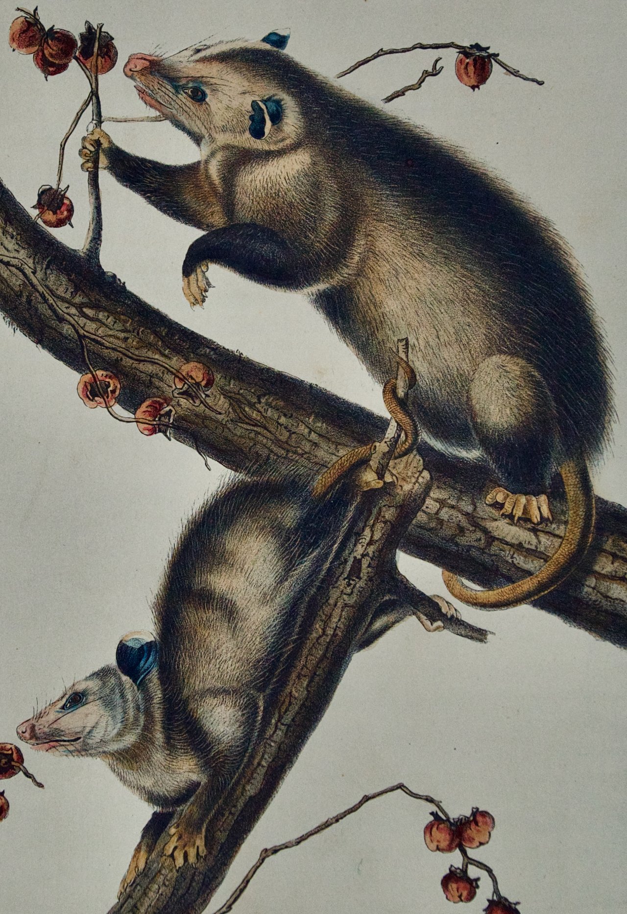 1837B Audubon, Virginian Opossum, No. 14, Plate LXVI, 66.jpeg